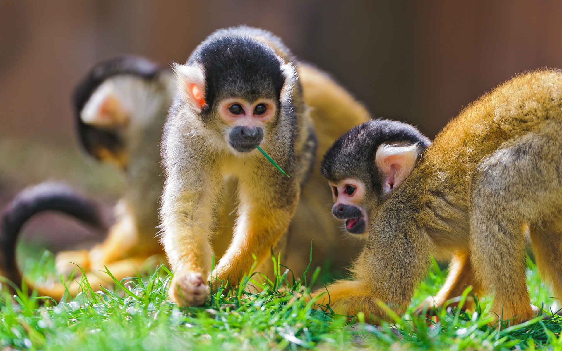 278285 descargar fondo de pantalla animales, mono, monos: protectores de pantalla e imágenes gratis