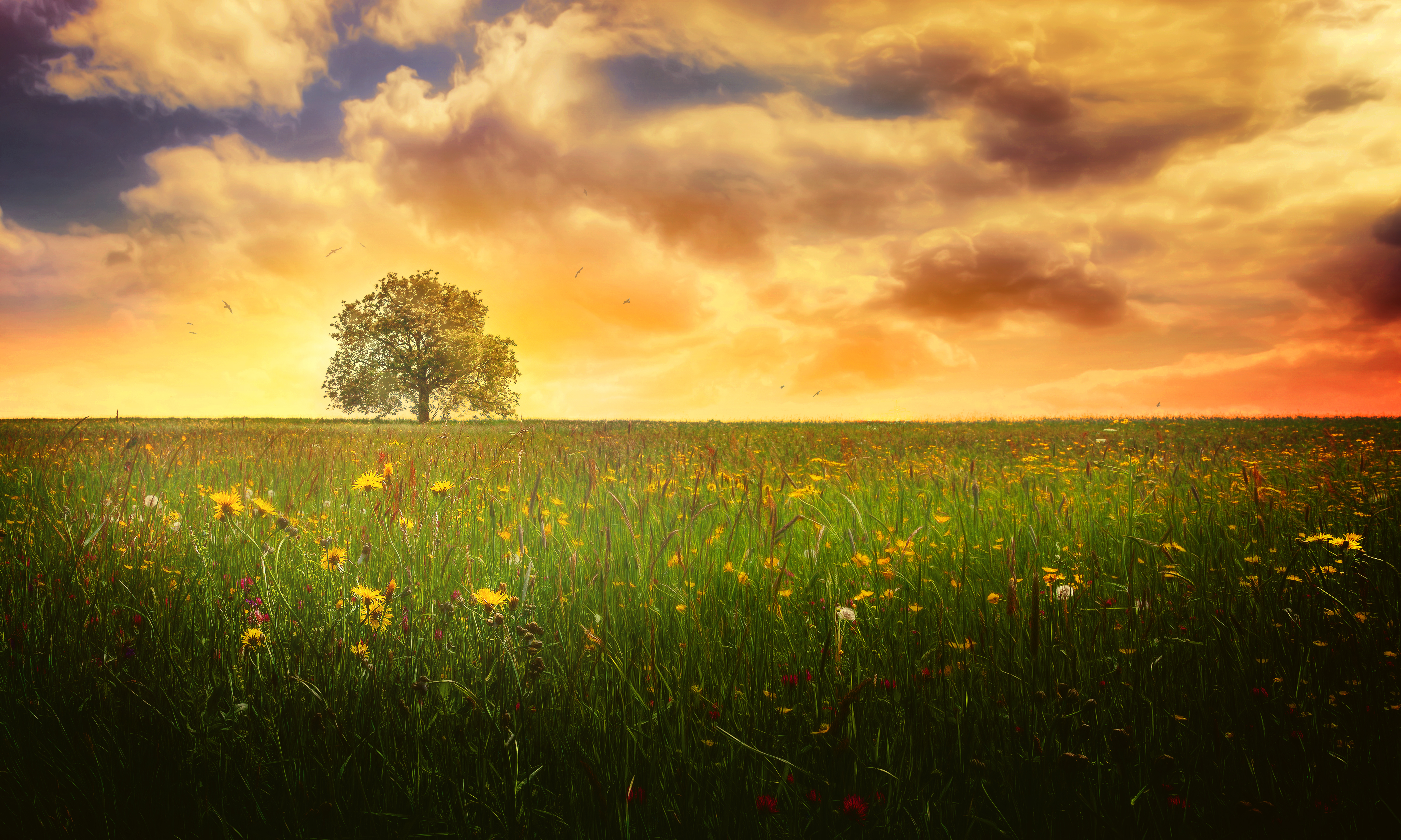Download mobile wallpaper Landscape, Nature, Trees, Flower, Tree, Earth, Evening, Spring, Cloud, Meadow, Lonely Tree for free.