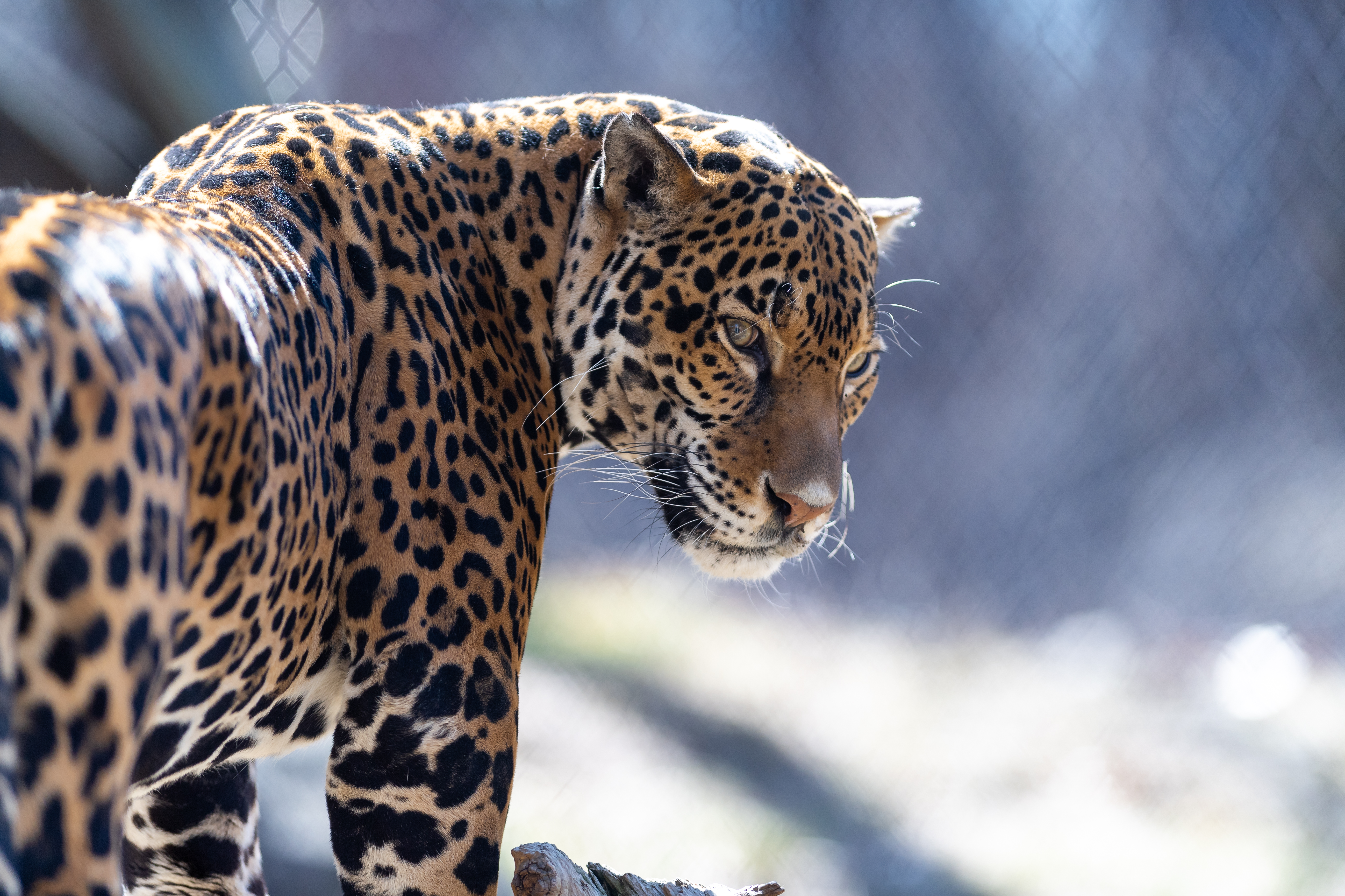 157683 télécharger le fond d'écran jaguar, animaux, prédateur, gros chat, fauve, vue, opinion - économiseurs d'écran et images gratuitement