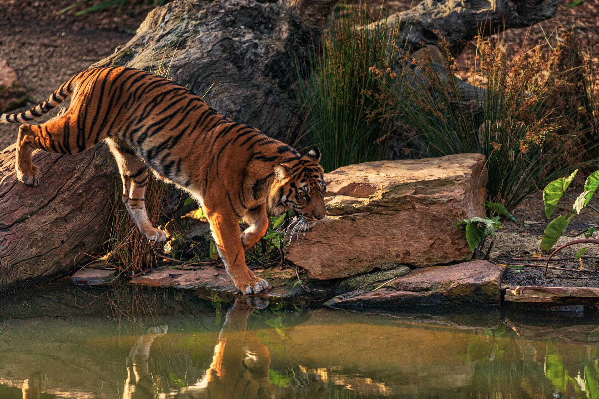 Laden Sie das Tiere, Katzen, Tiger-Bild kostenlos auf Ihren PC-Desktop herunter