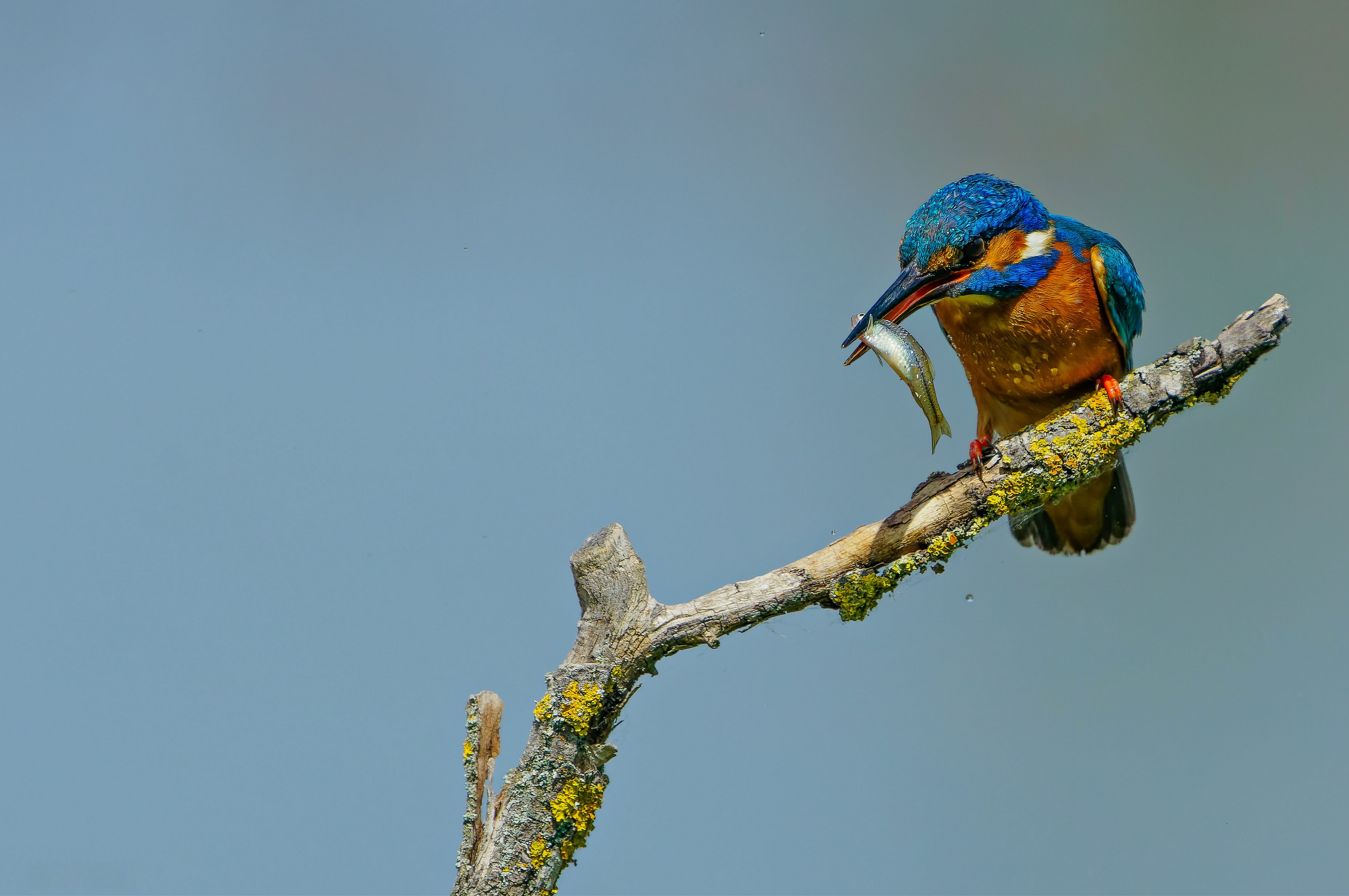 Free download wallpaper Birds, Bird, Animal, Kingfisher, Common Kingfisher on your PC desktop
