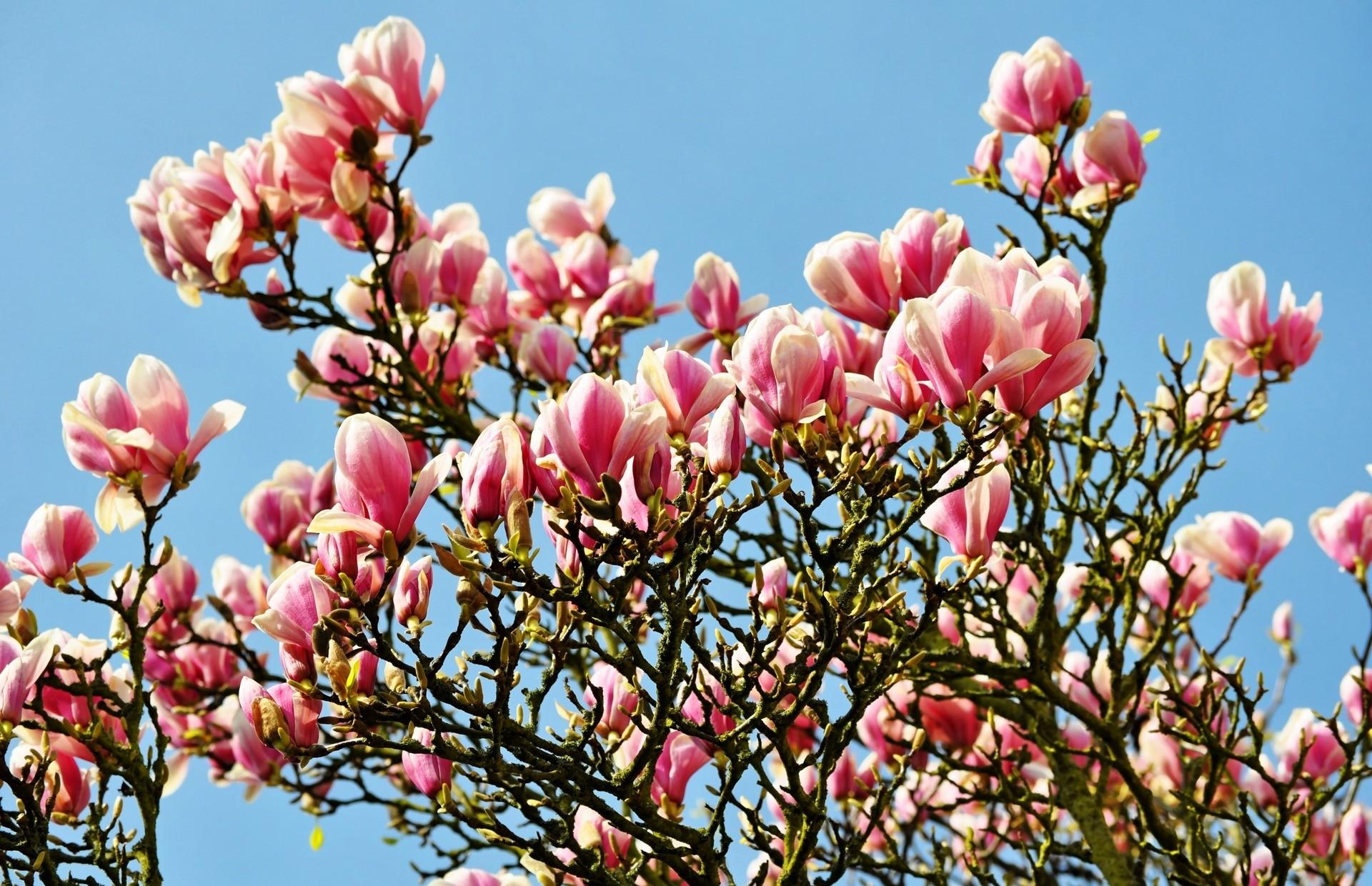 141613 Bild herunterladen blühen, blumen, sky, geäst, zweige, blühenden, frühling, magnolie, magnolia - Hintergrundbilder und Bildschirmschoner kostenlos