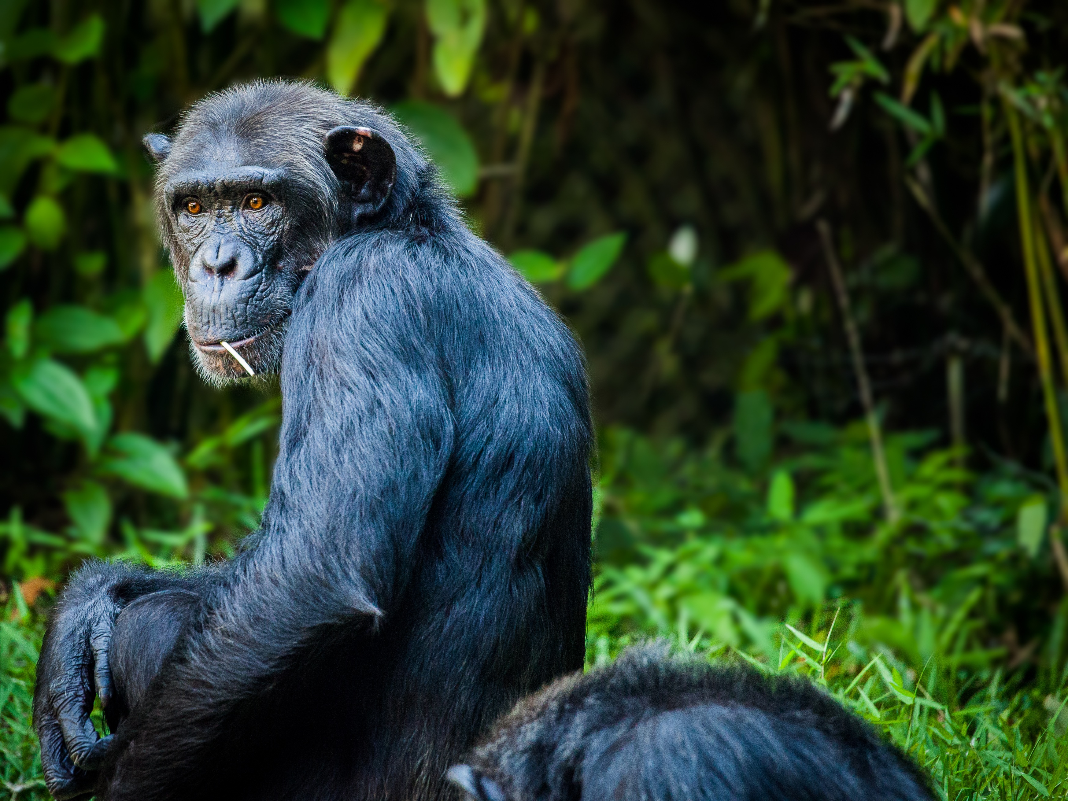 146562 скачать обои шимпанзе, животные, сидеть, обезьяна, шерсть - заставки и картинки бесплатно