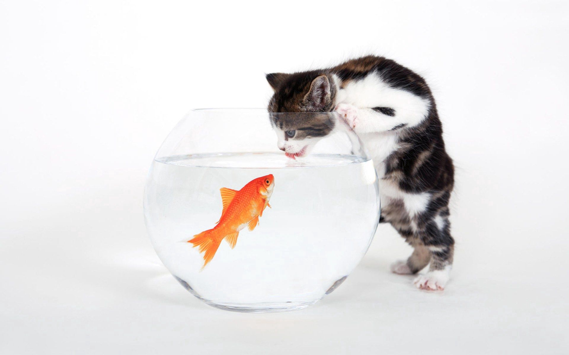 117870 скачать картинку животные, аквариум, котенок, рыба, любопытство - обои и заставки бесплатно