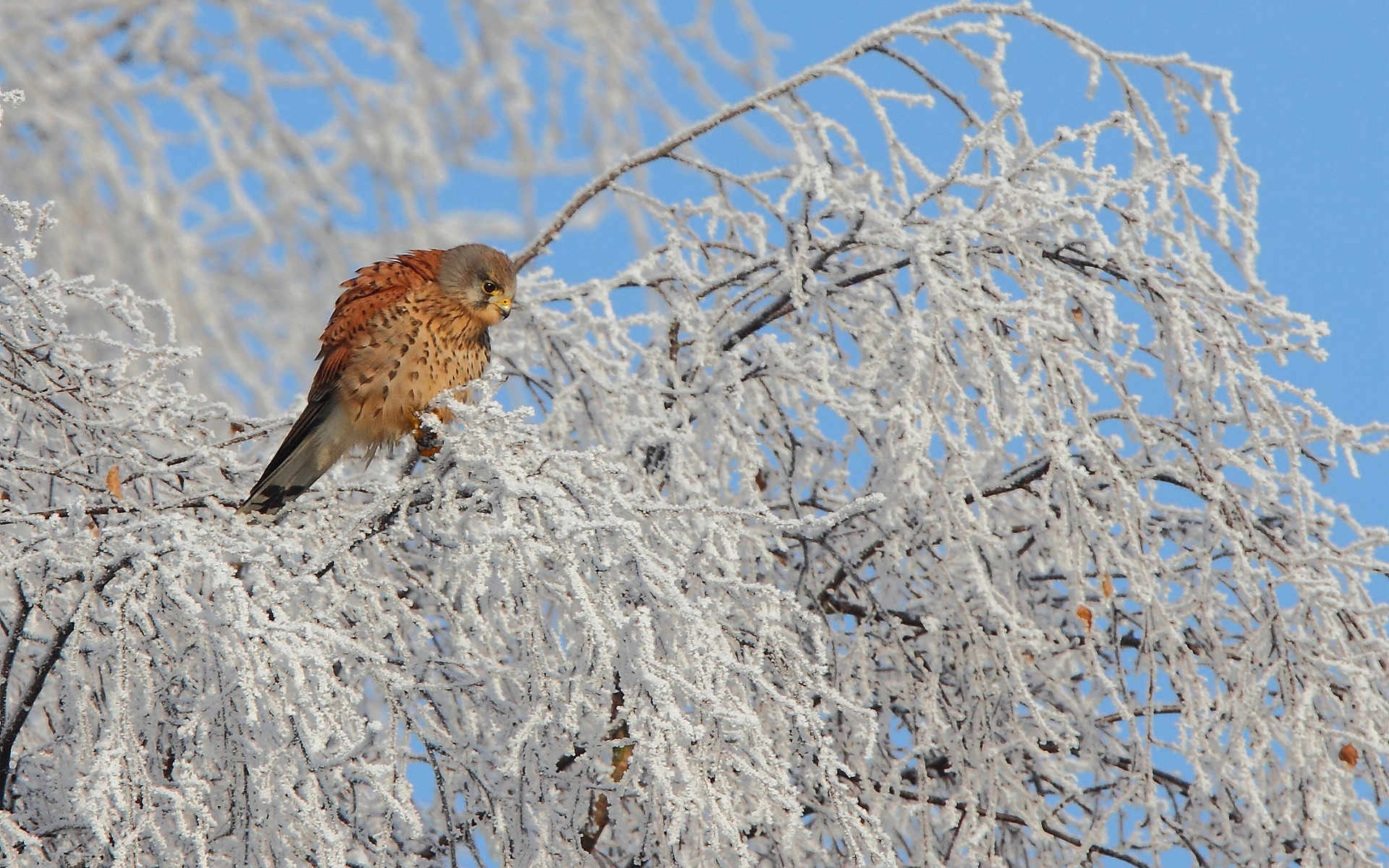 Free download wallpaper Birds, Bird, Animal on your PC desktop