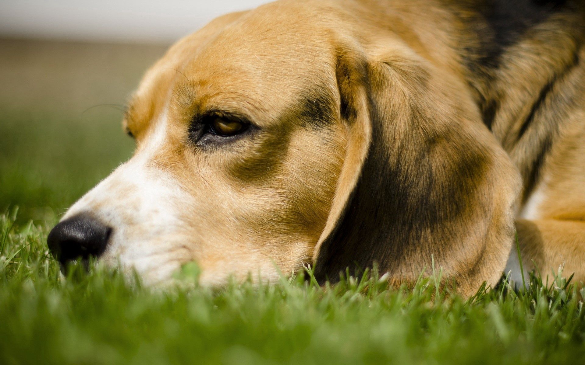 Free download wallpaper Animals, Grass, Dog, Muzzle, Opinion, Sight, Expectation, Waiting on your PC desktop