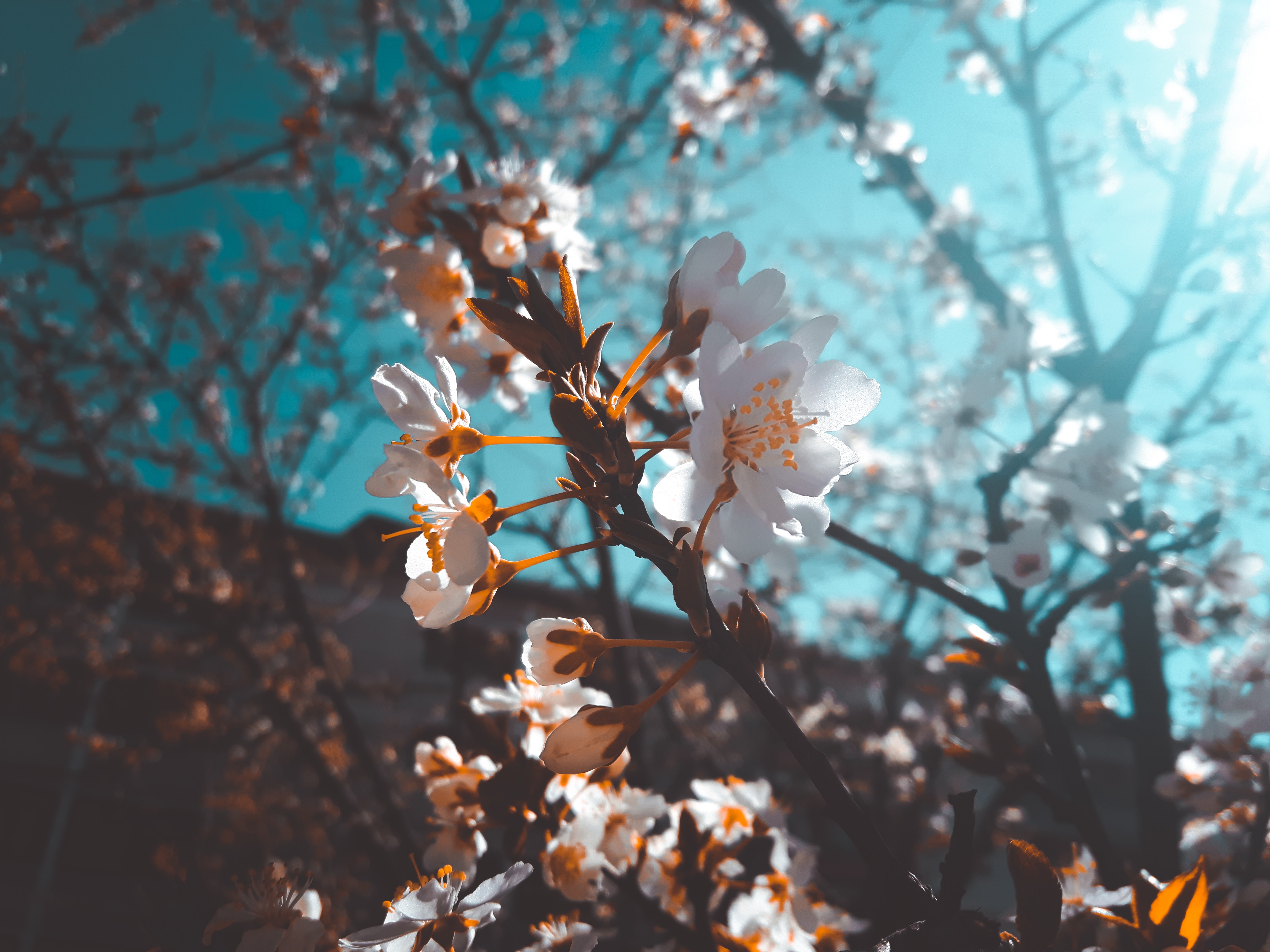 bloom, flowers, sakura, white, macro, flowering desktop HD wallpaper