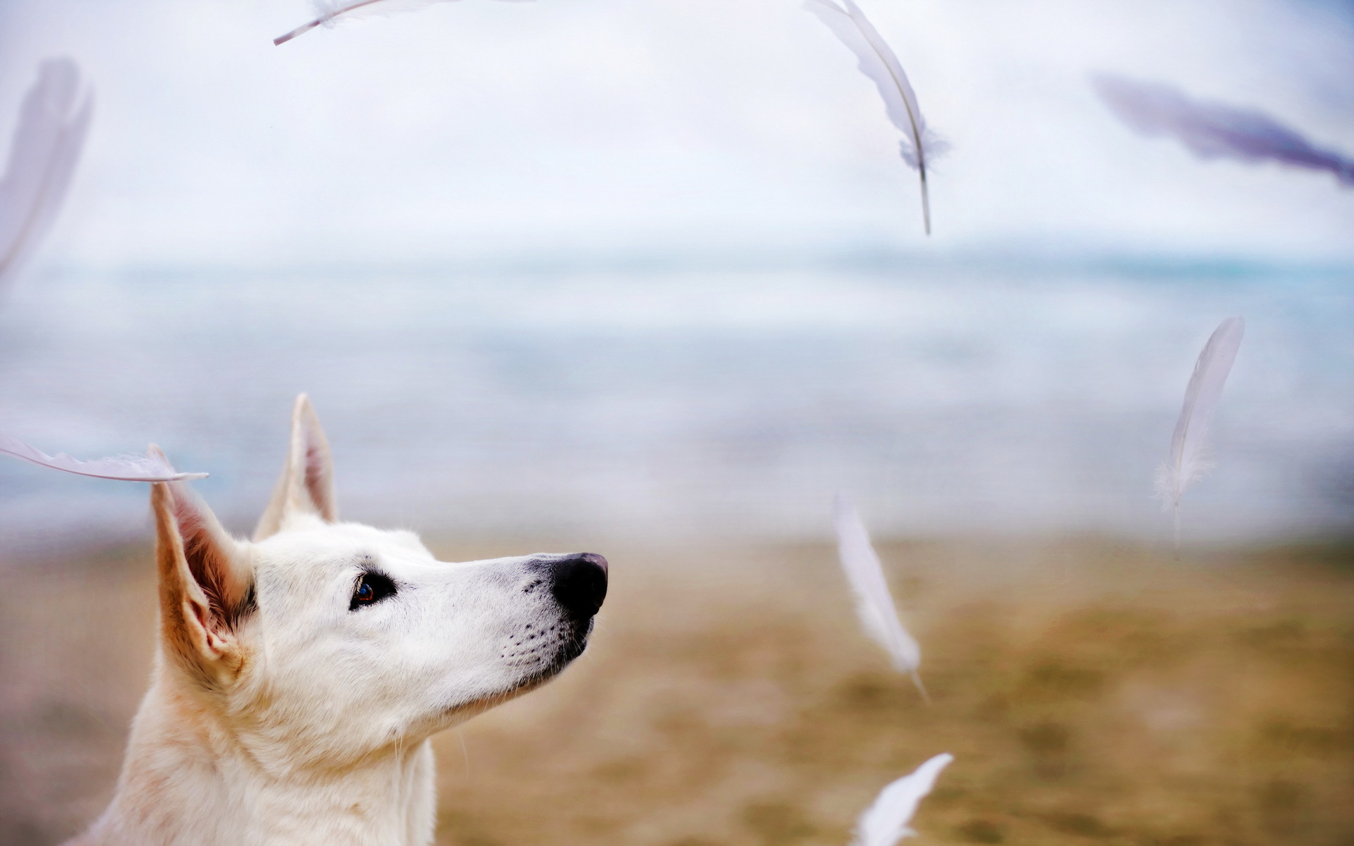 Téléchargez gratuitement l'image Animaux, Chien sur le bureau de votre PC