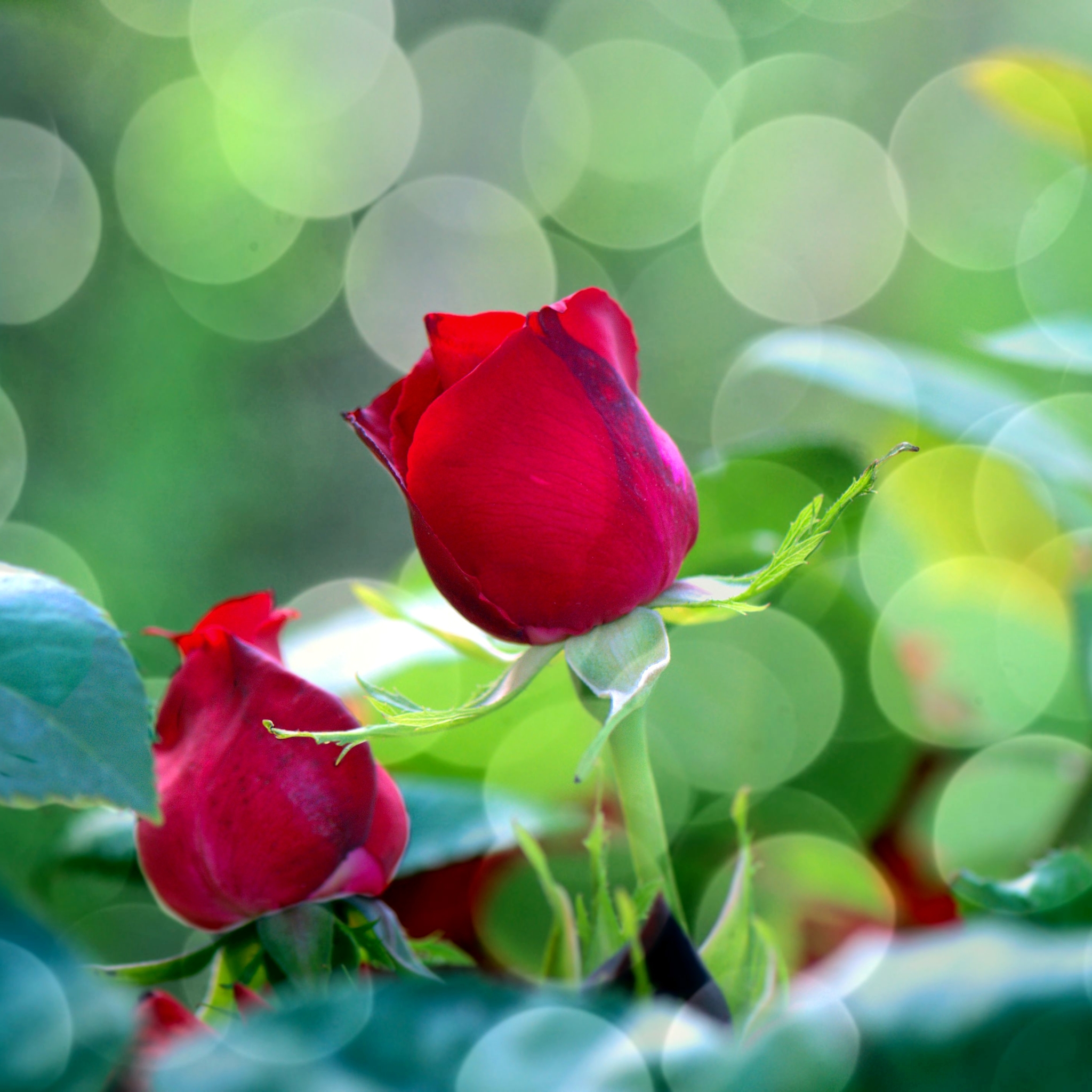 Laden Sie das Blumen, Rose, Blatt, Nahansicht, Bokeh, Rote Rose, Rote Blume, Erde/natur-Bild kostenlos auf Ihren PC-Desktop herunter