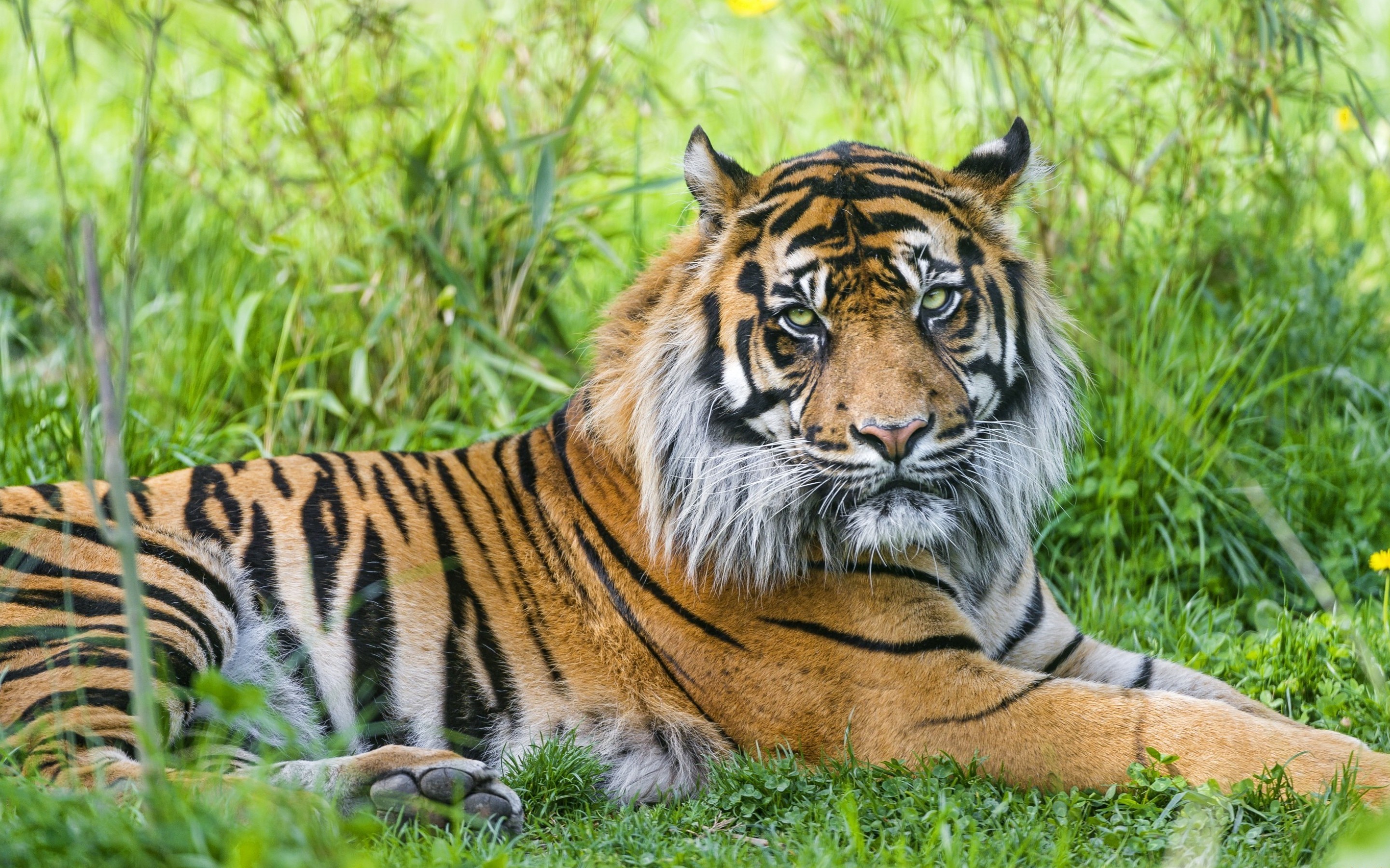 Download mobile wallpaper Tiger, Animal for free.