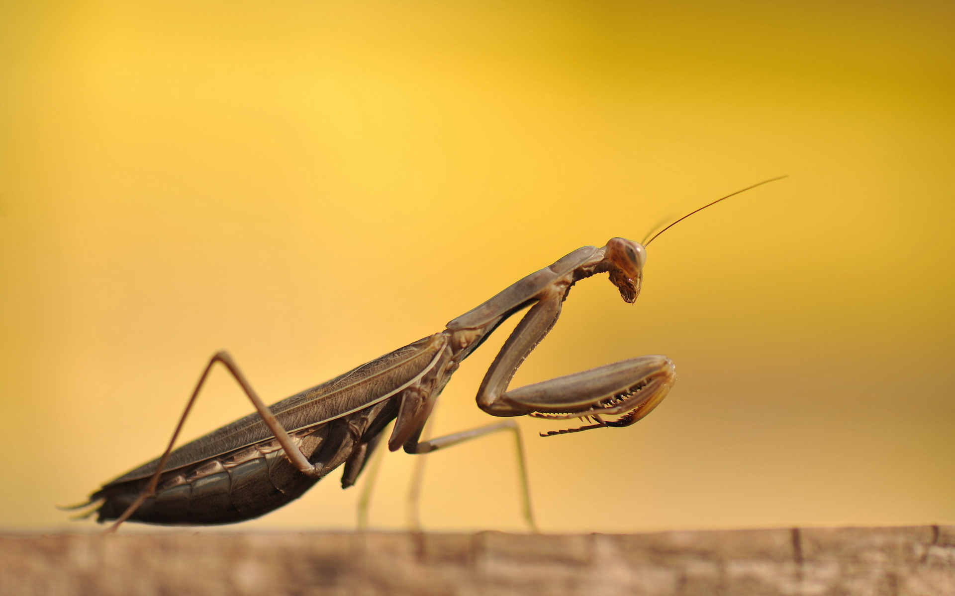 insects, animal, praying mantis