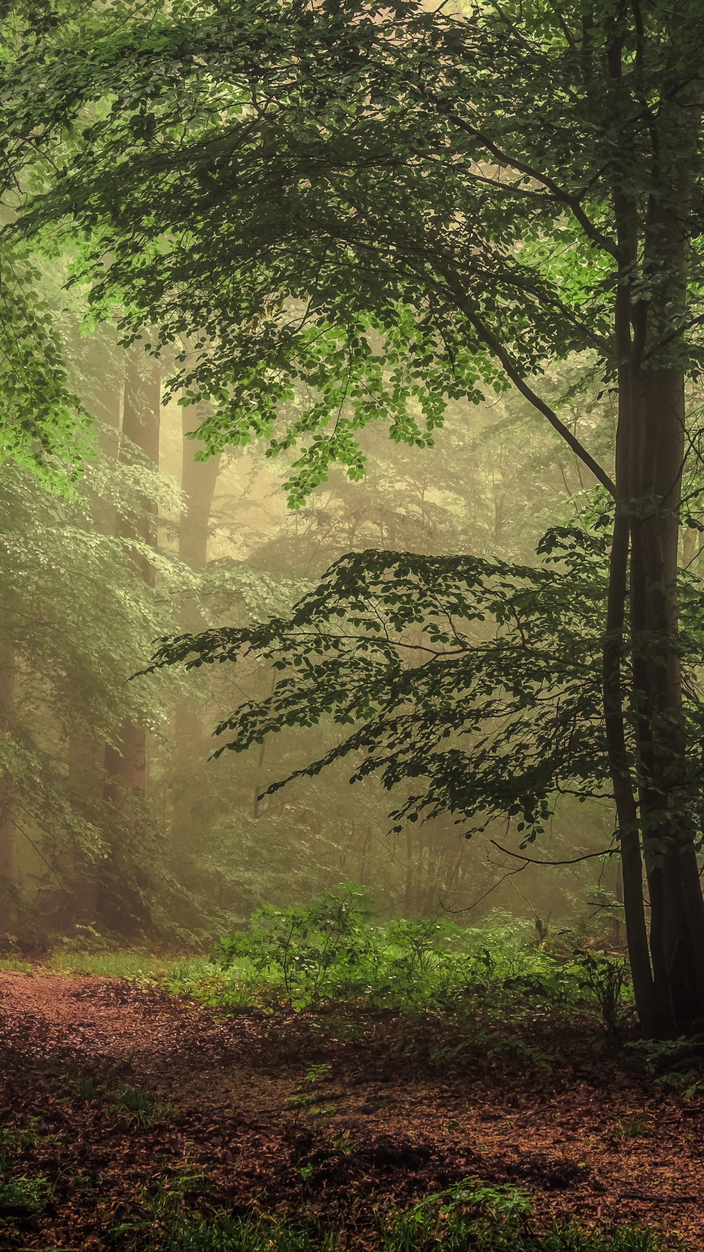 Téléchargez des papiers peints mobile Forêt, Arbre, Chemin, La Nature, Terre/nature gratuitement.