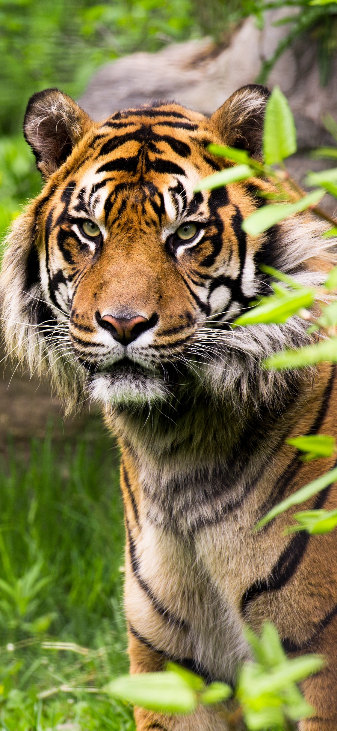 Descarga gratuita de fondo de pantalla para móvil de Animales, Gatos, Tigre.