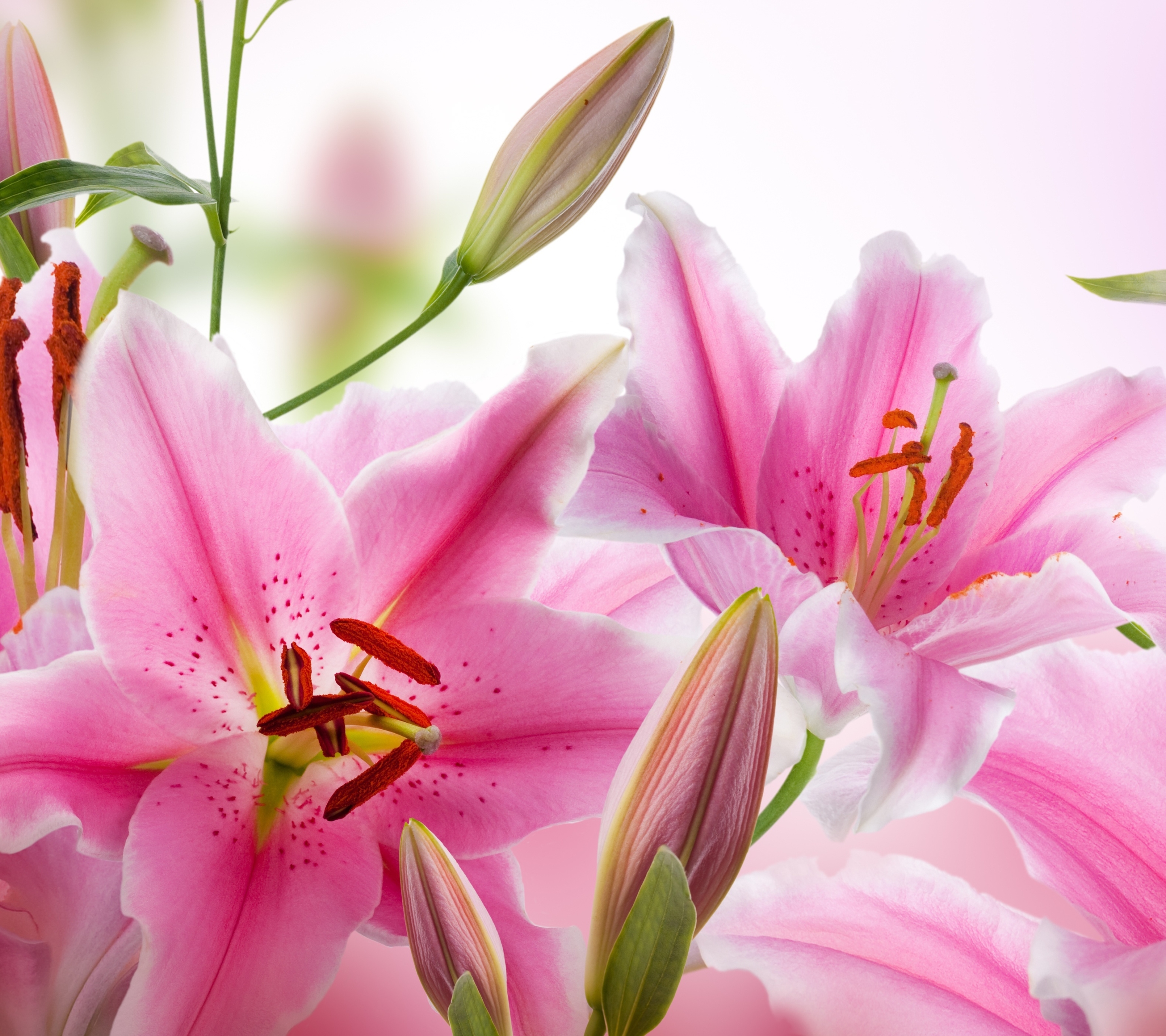 Free download wallpaper Flowers, Earth, Lily on your PC desktop