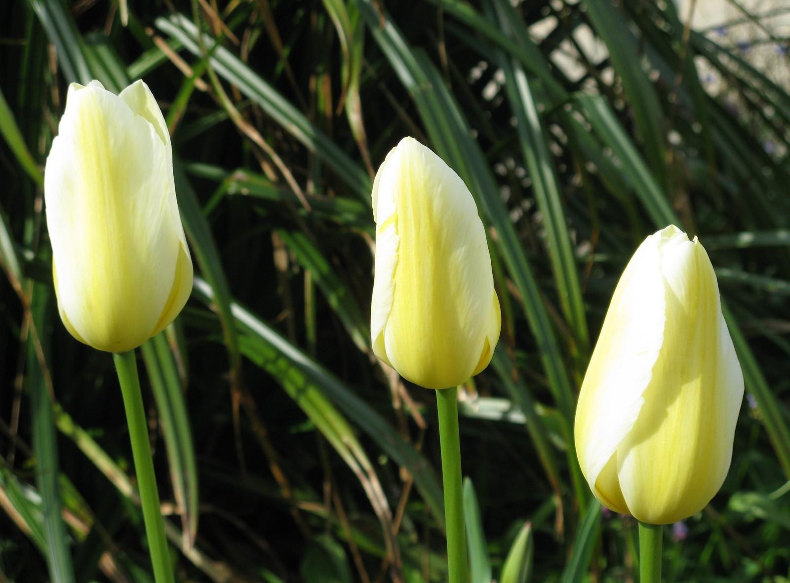 123354 descargar imagen flores, tulipanes, de cerca, primer plano, cogollos, brotes, tres: fondos de pantalla y protectores de pantalla gratis
