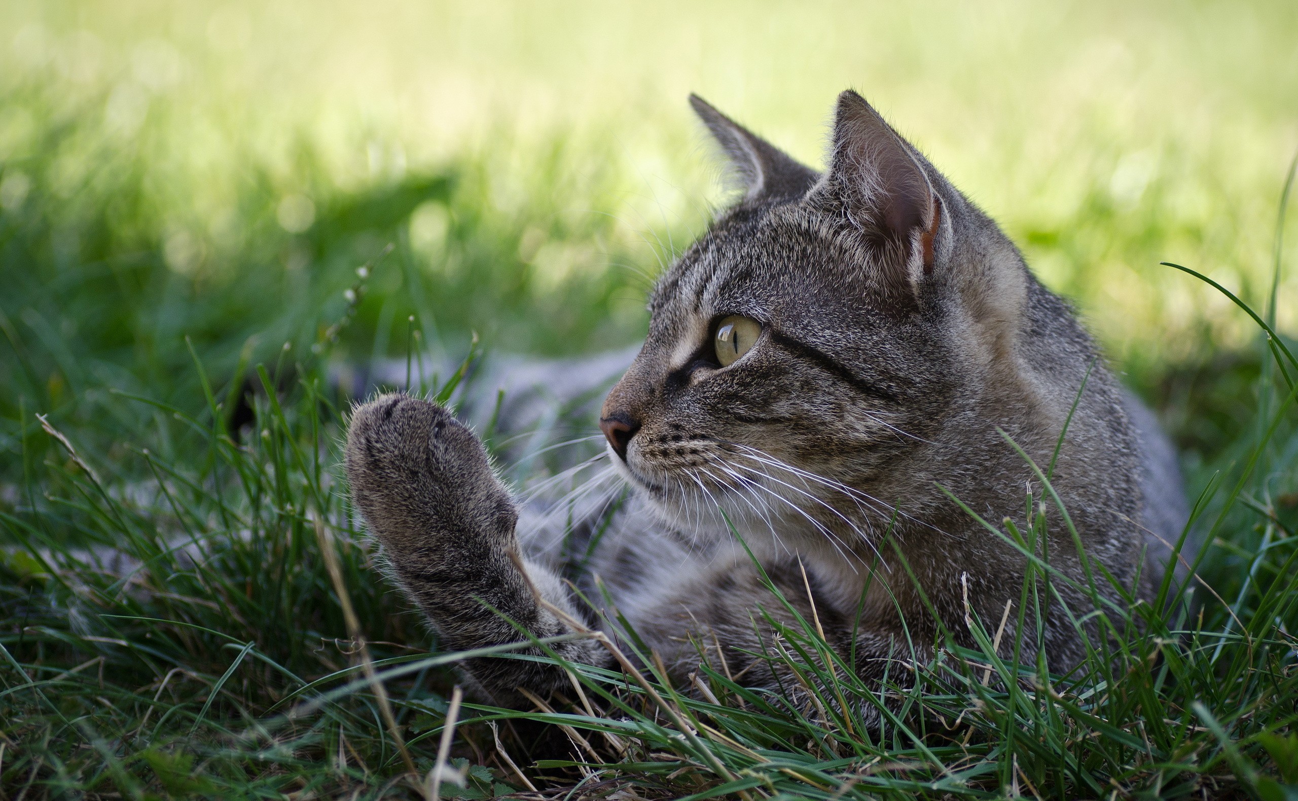 Baixar papel de parede para celular de Animais, Gatos, Gato gratuito.