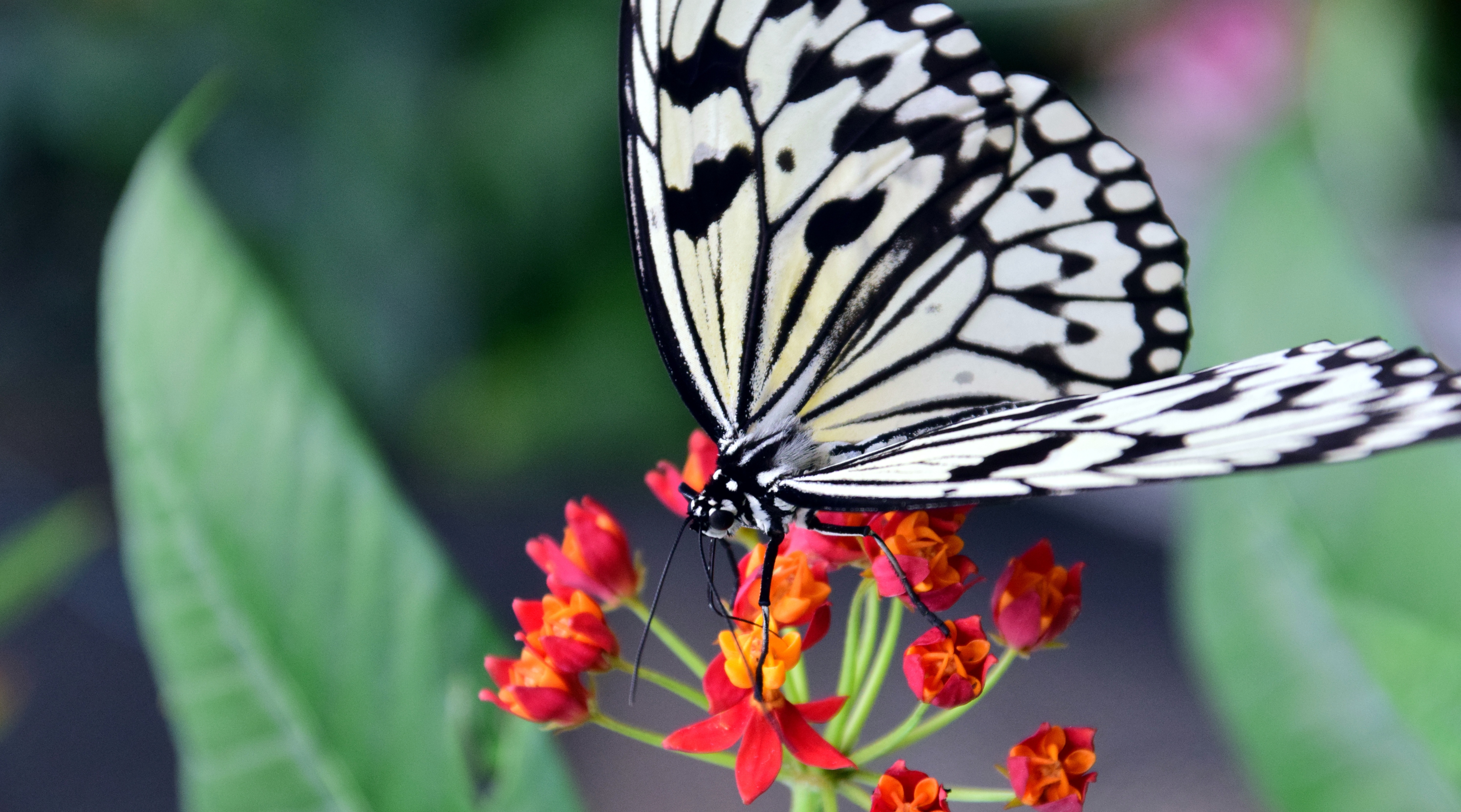Download mobile wallpaper Macro, Flower, Patterns, Butterfly for free.