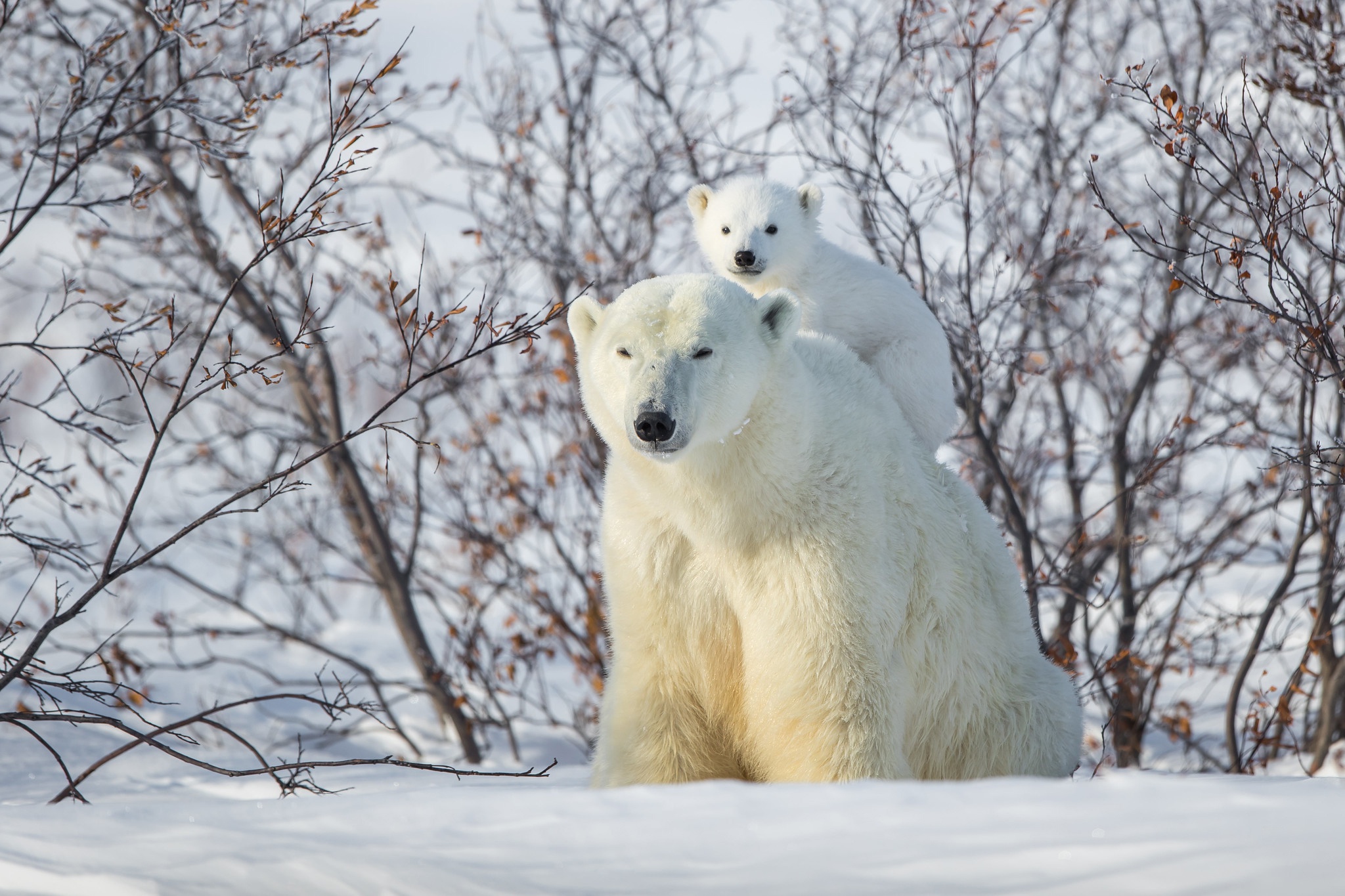 Download mobile wallpaper Snow, Bears, Bear, Animal, Polar Bear, Baby Animal, Cub for free.