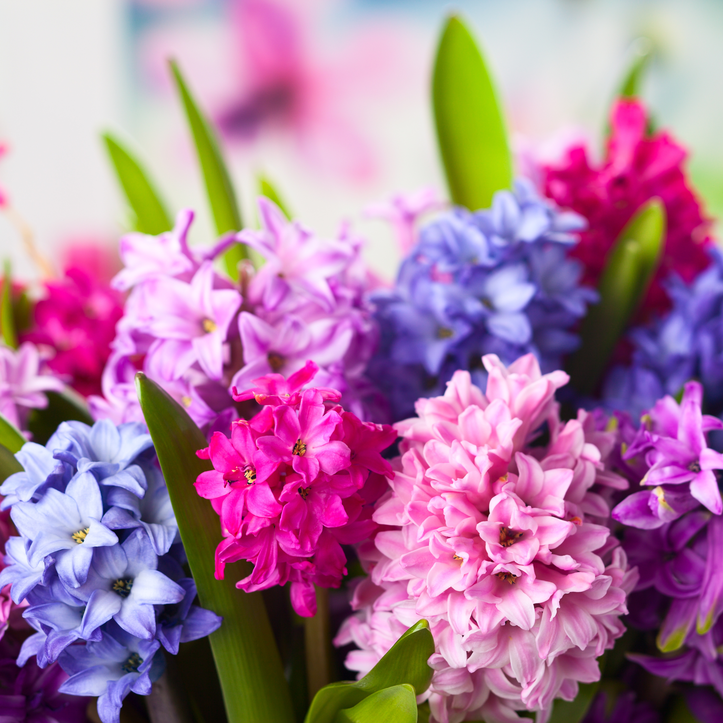Free download wallpaper Flowers, Flower, Earth, Purple Flower, Pink Flower on your PC desktop