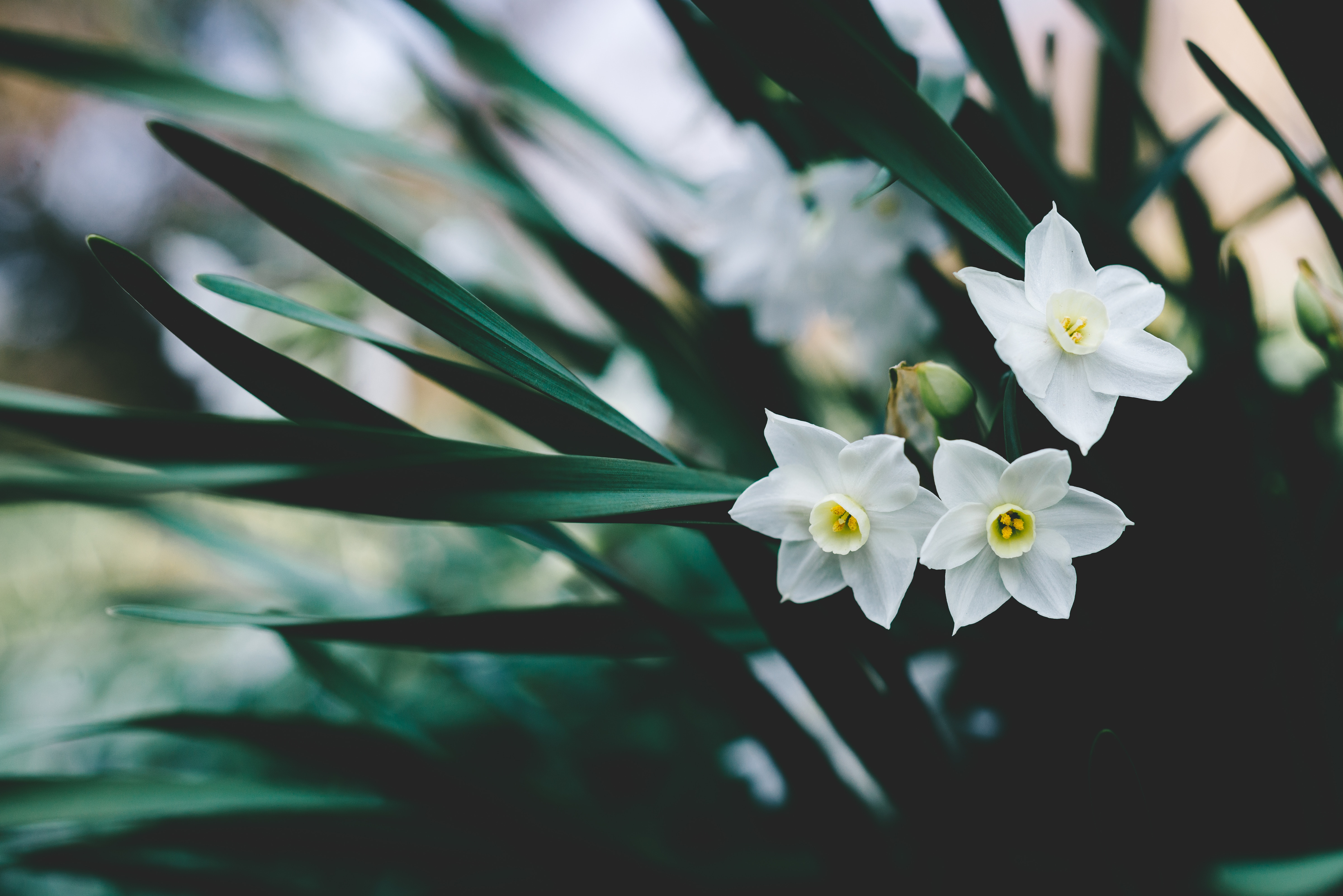Free download wallpaper Flowers, Narcissussi, Blur, Smooth on your PC desktop