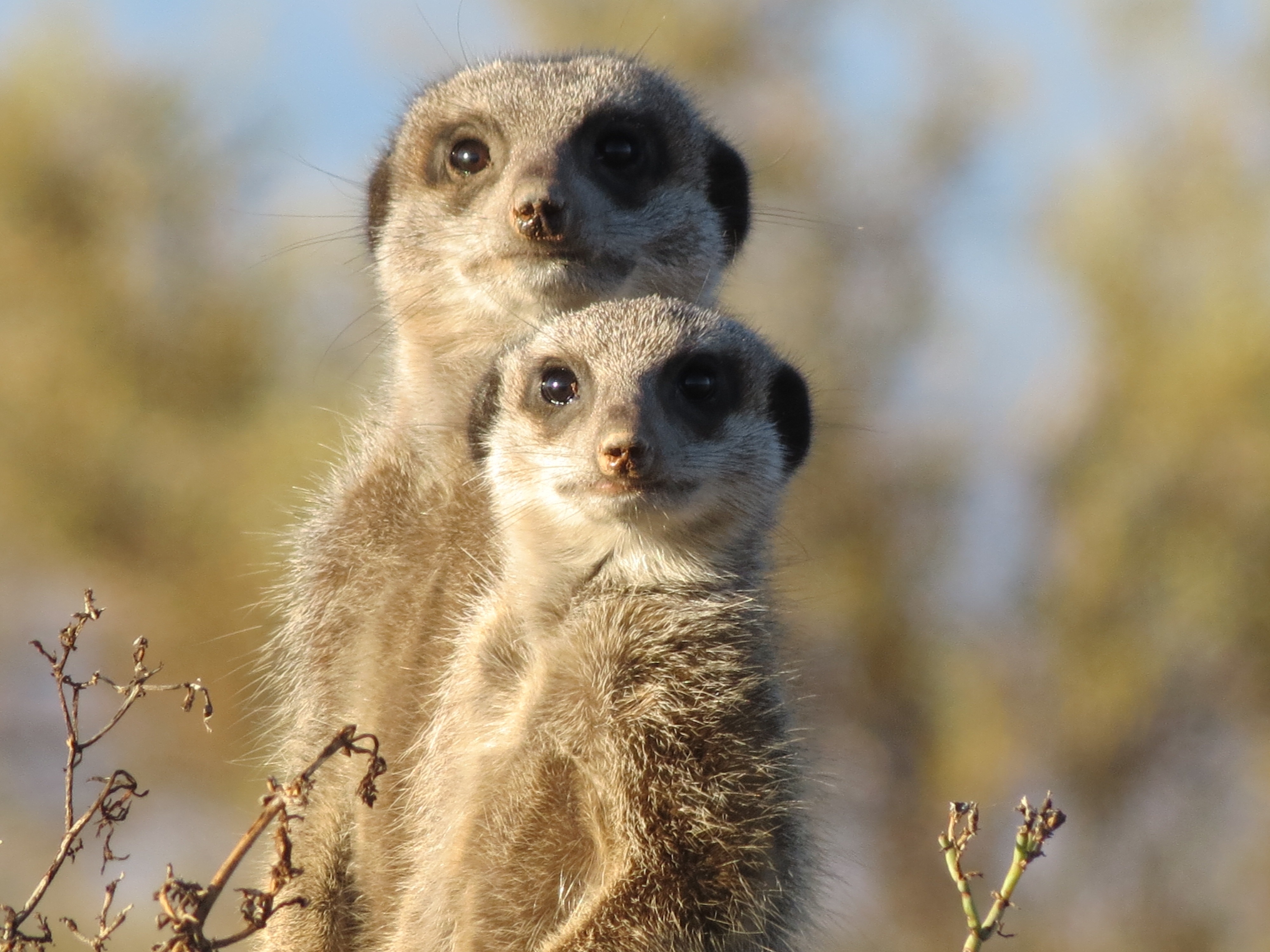 meerkat, animals, couple, pair, sight, opinion, fright, surikat
