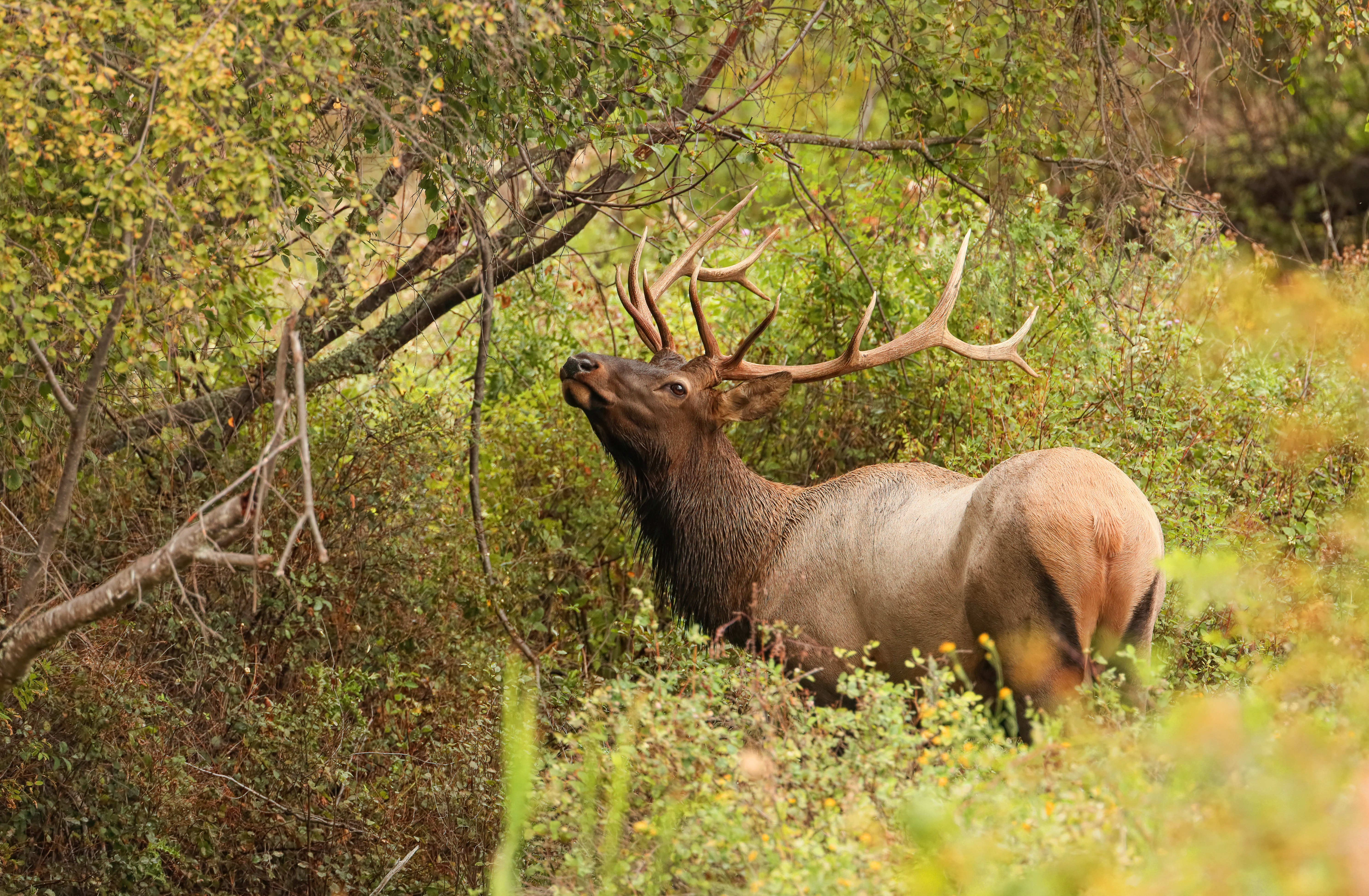 Free download wallpaper Animal, Deer on your PC desktop