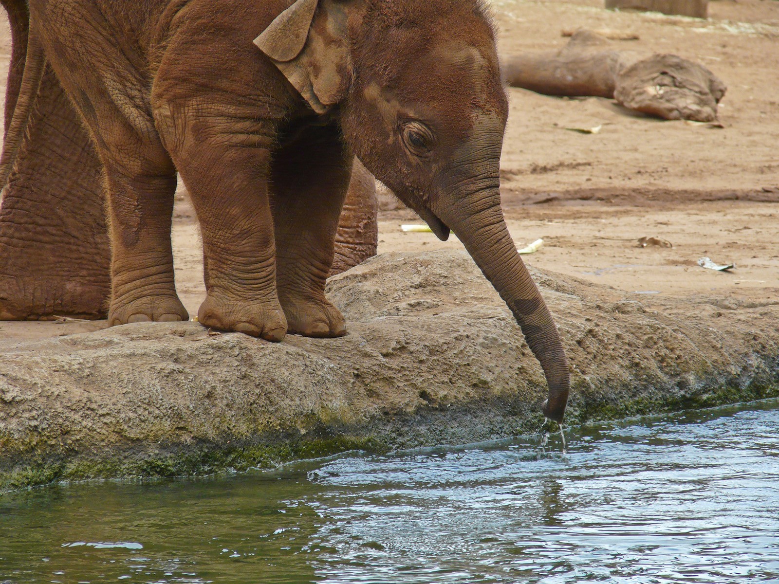 165541 descargar imagen animales, elefante asiático, elefantes: fondos de pantalla y protectores de pantalla gratis