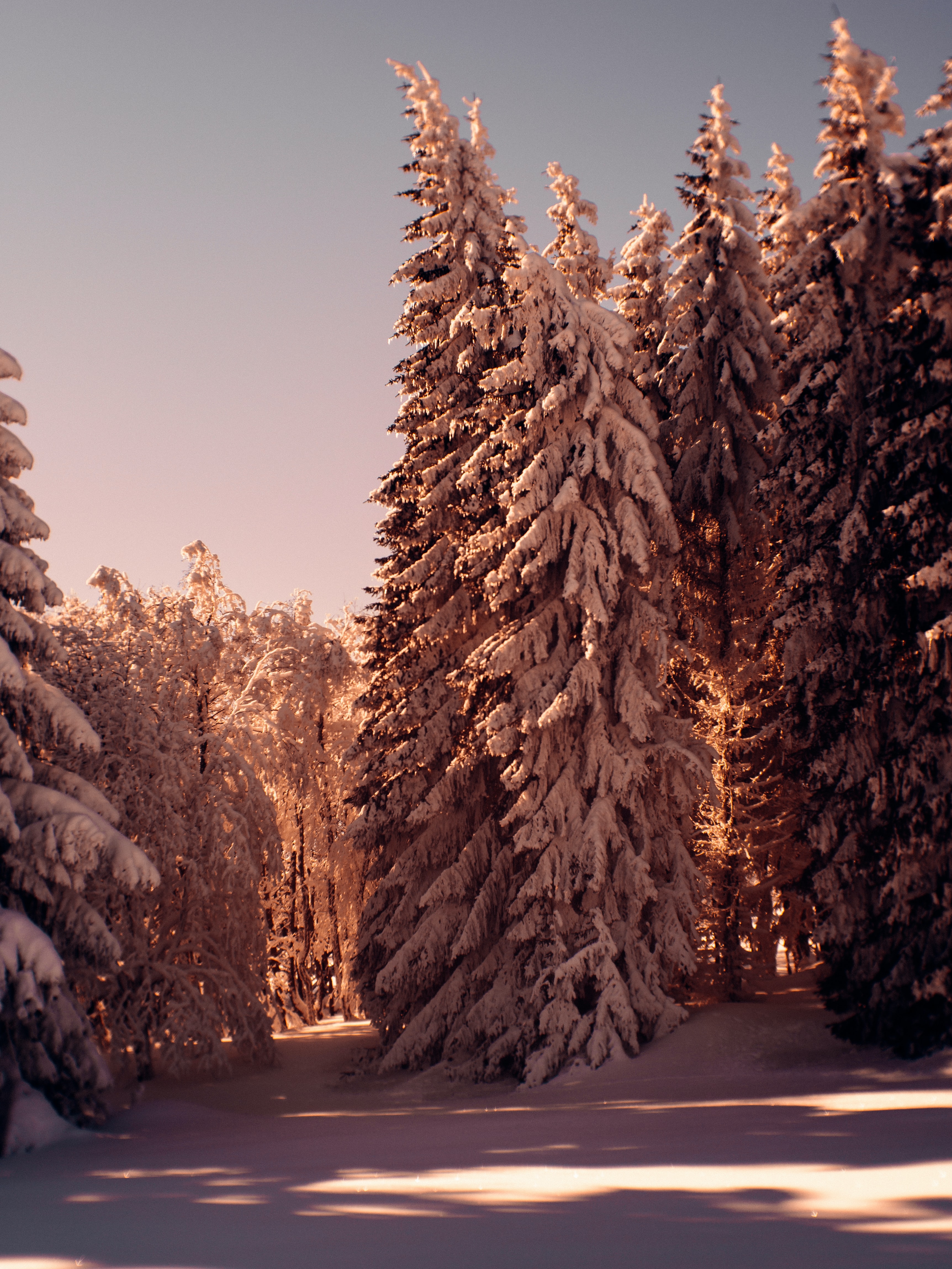 PCデスクトップに自然, 木, 松, 森林, 森, 冬, 雪画像を無料でダウンロード