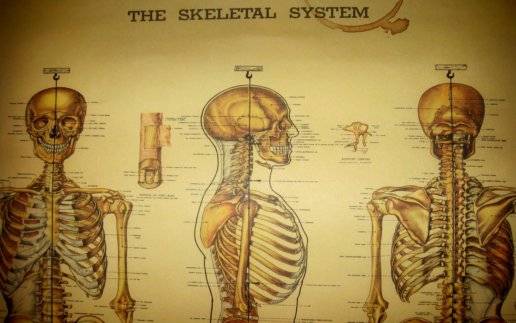 Handy-Wallpaper Anatomie, Skelett, Künstlerisch kostenlos herunterladen.