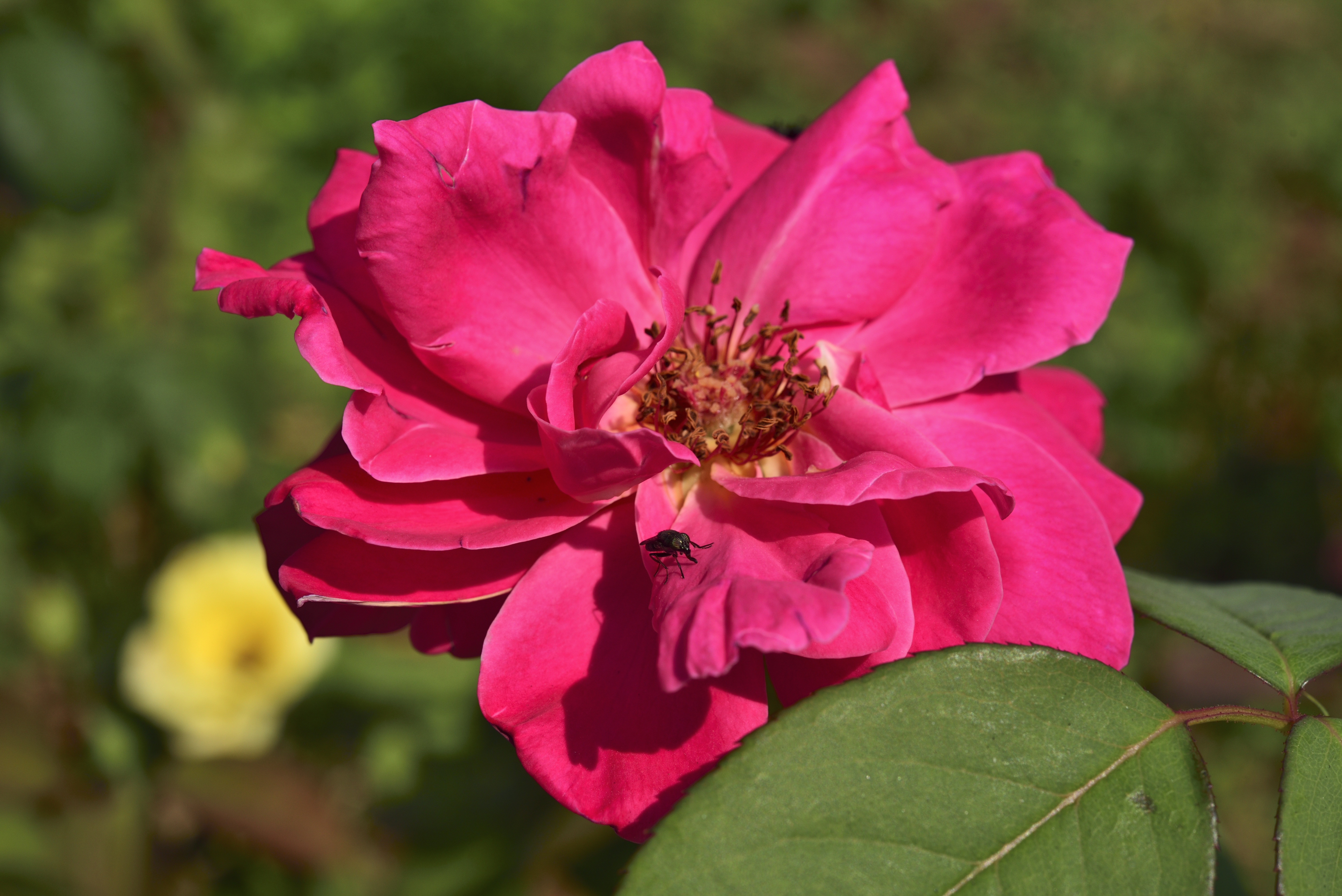 Laden Sie das Rose, Knospe, Bud, Blumen, Blume, Blütenblätter-Bild kostenlos auf Ihren PC-Desktop herunter
