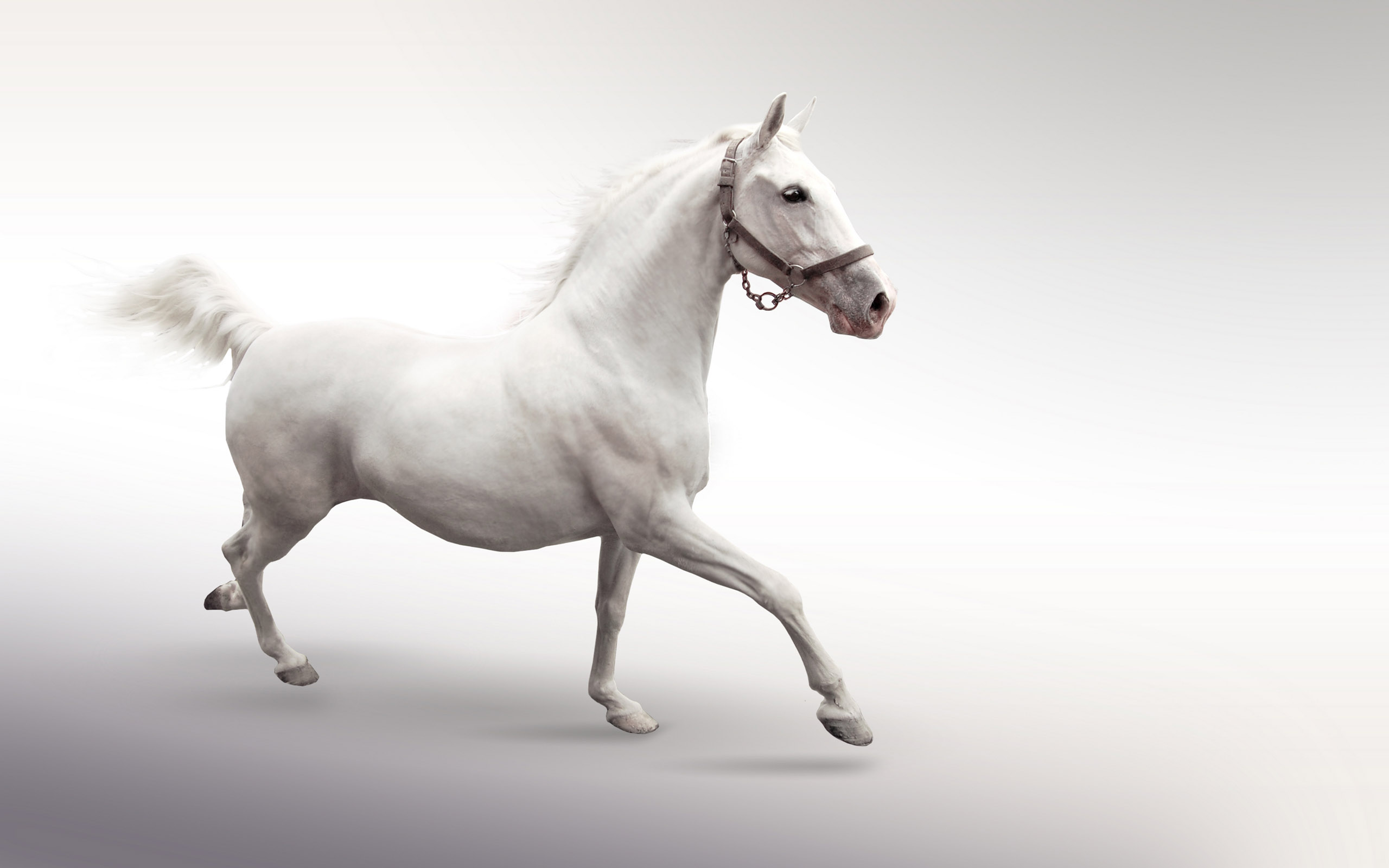 Free download wallpaper Animal, Horse on your PC desktop