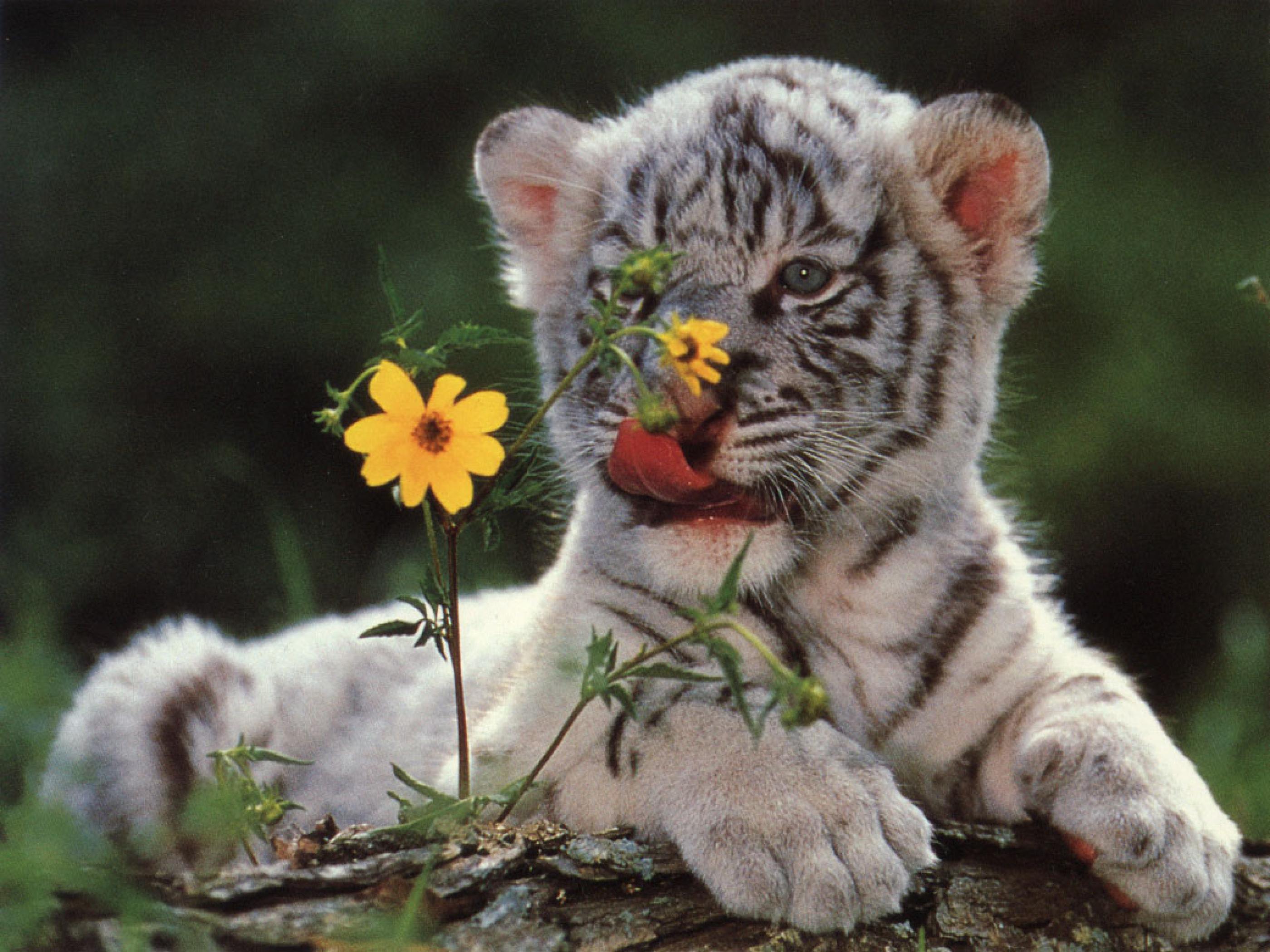 Handy-Wallpaper Tiere, Weißer Tiger kostenlos herunterladen.