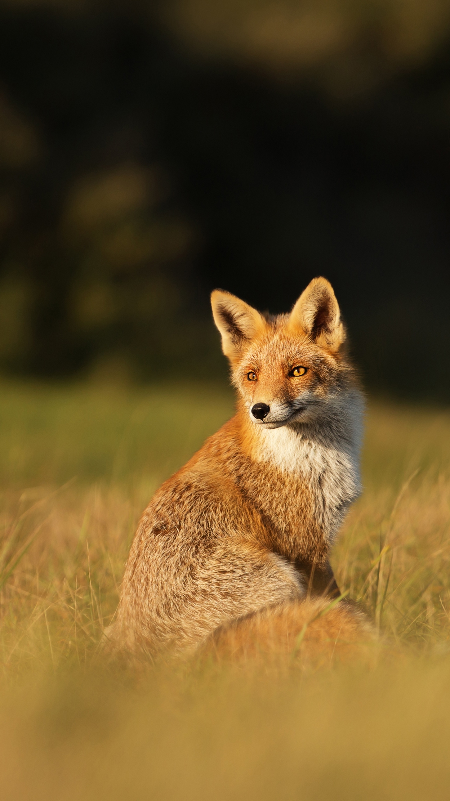 Download mobile wallpaper Fox, Animal for free.