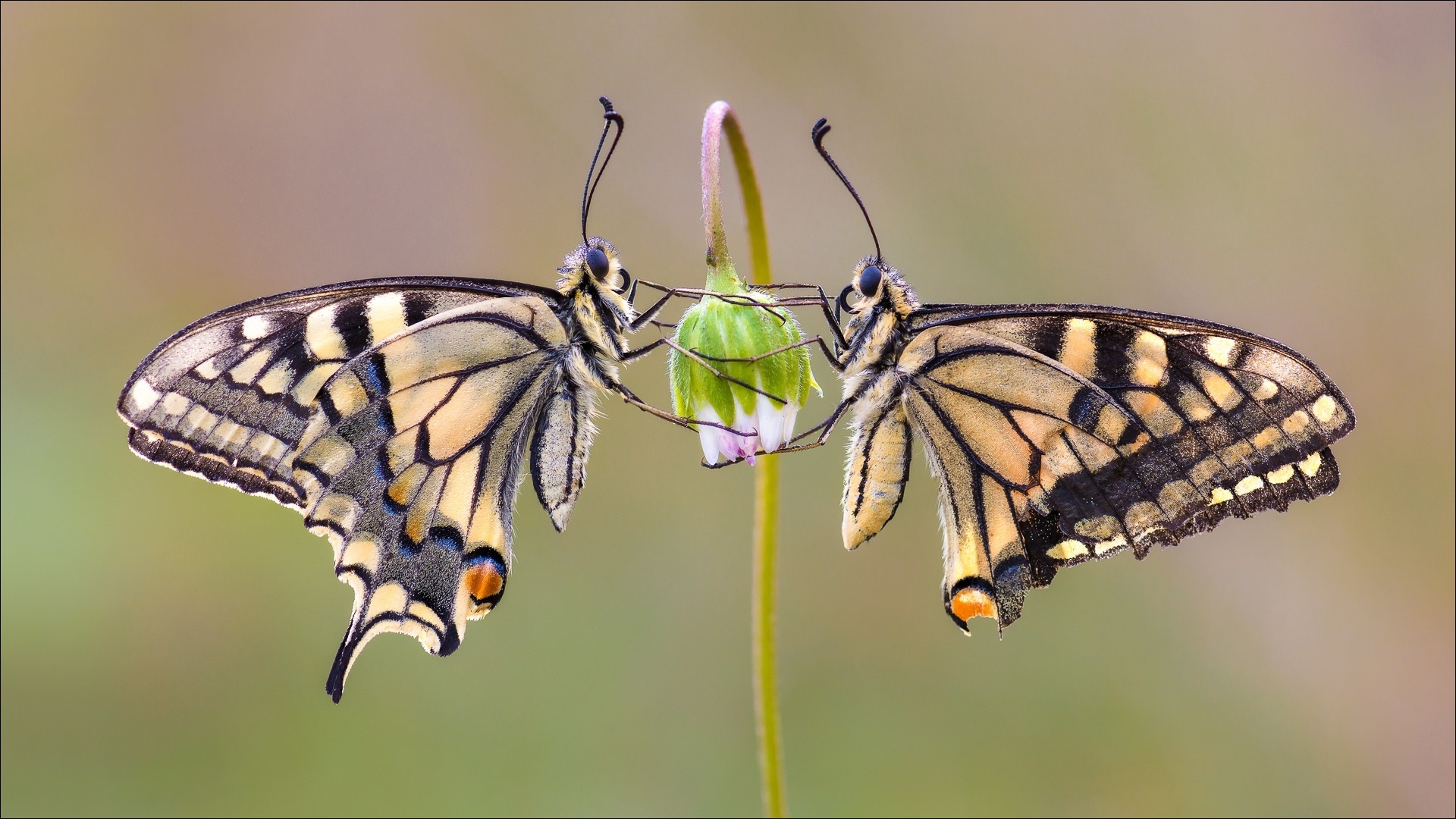 Download mobile wallpaper Macro, Insect, Butterfly, Animal for free.