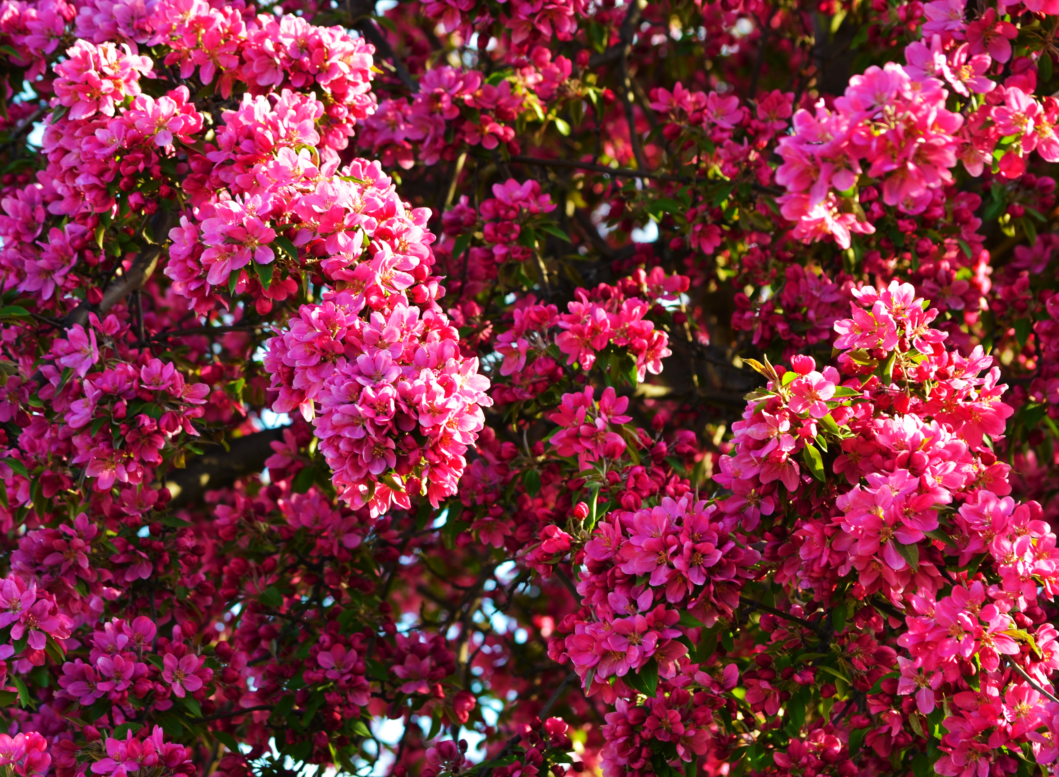Download mobile wallpaper Flowers, Flower, Tree, Branch, Earth, Blossom, Pink Flower for free.