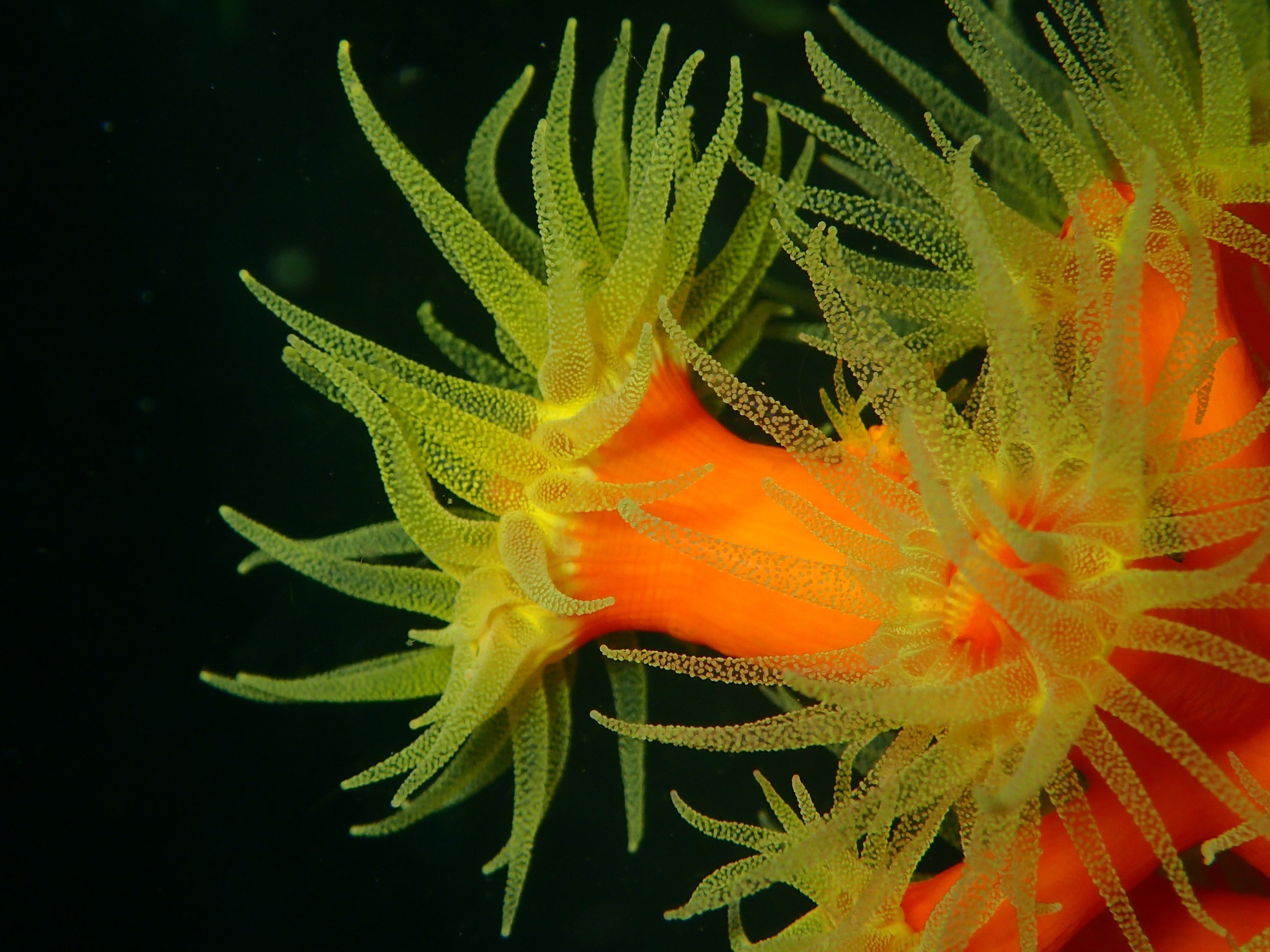 animal, sea life, sea anemone