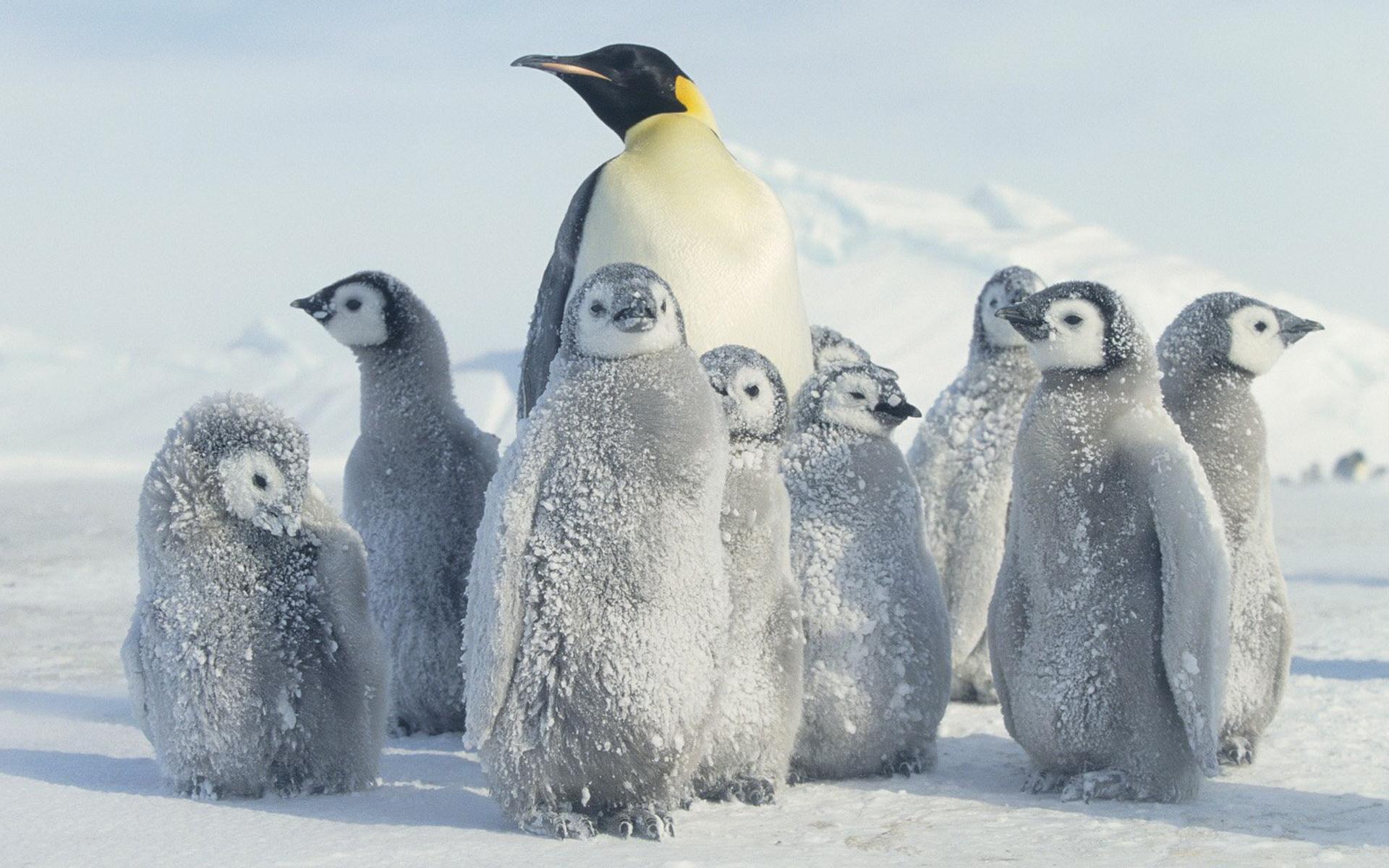 Download mobile wallpaper Animal, Emperor Penguin for free.