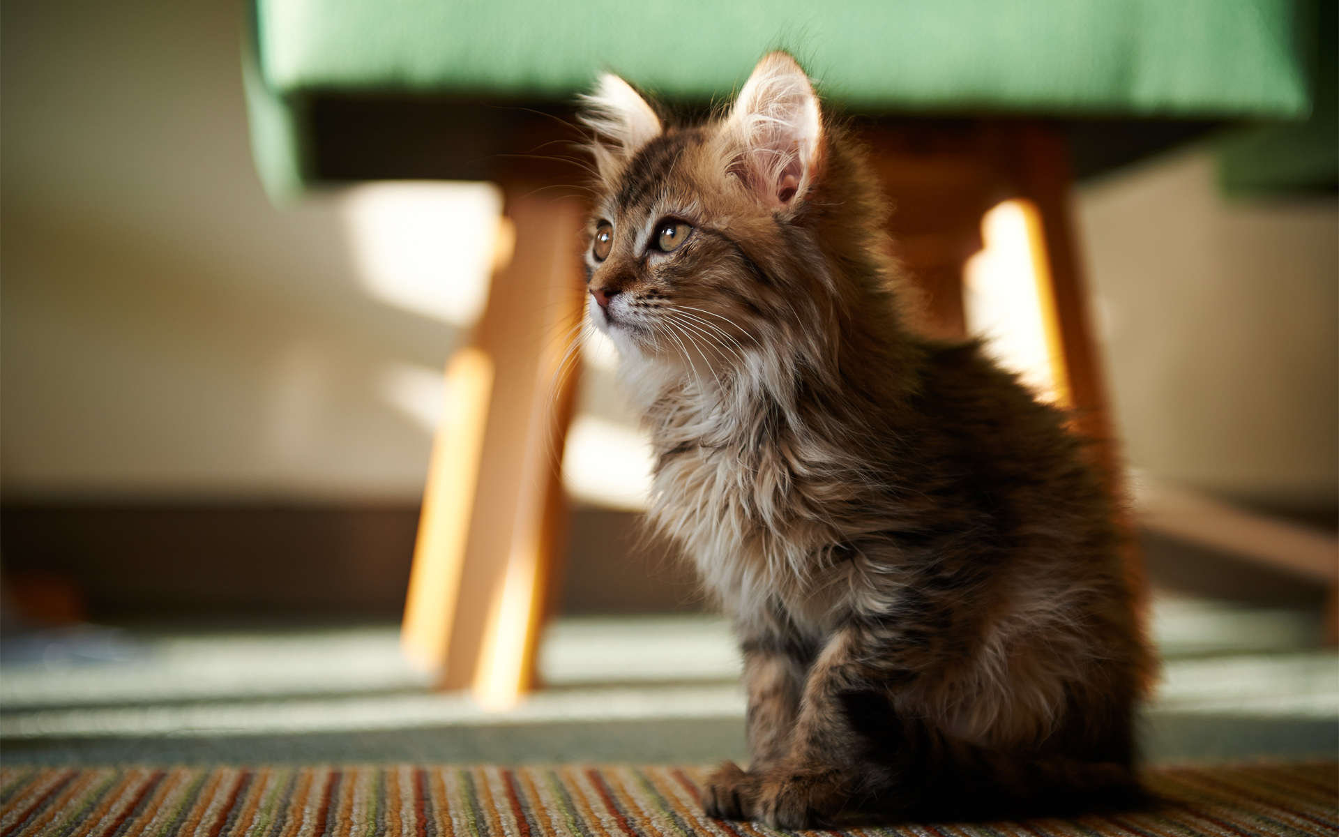 Baixe gratuitamente a imagem Animais, Gatos, Gato na área de trabalho do seu PC