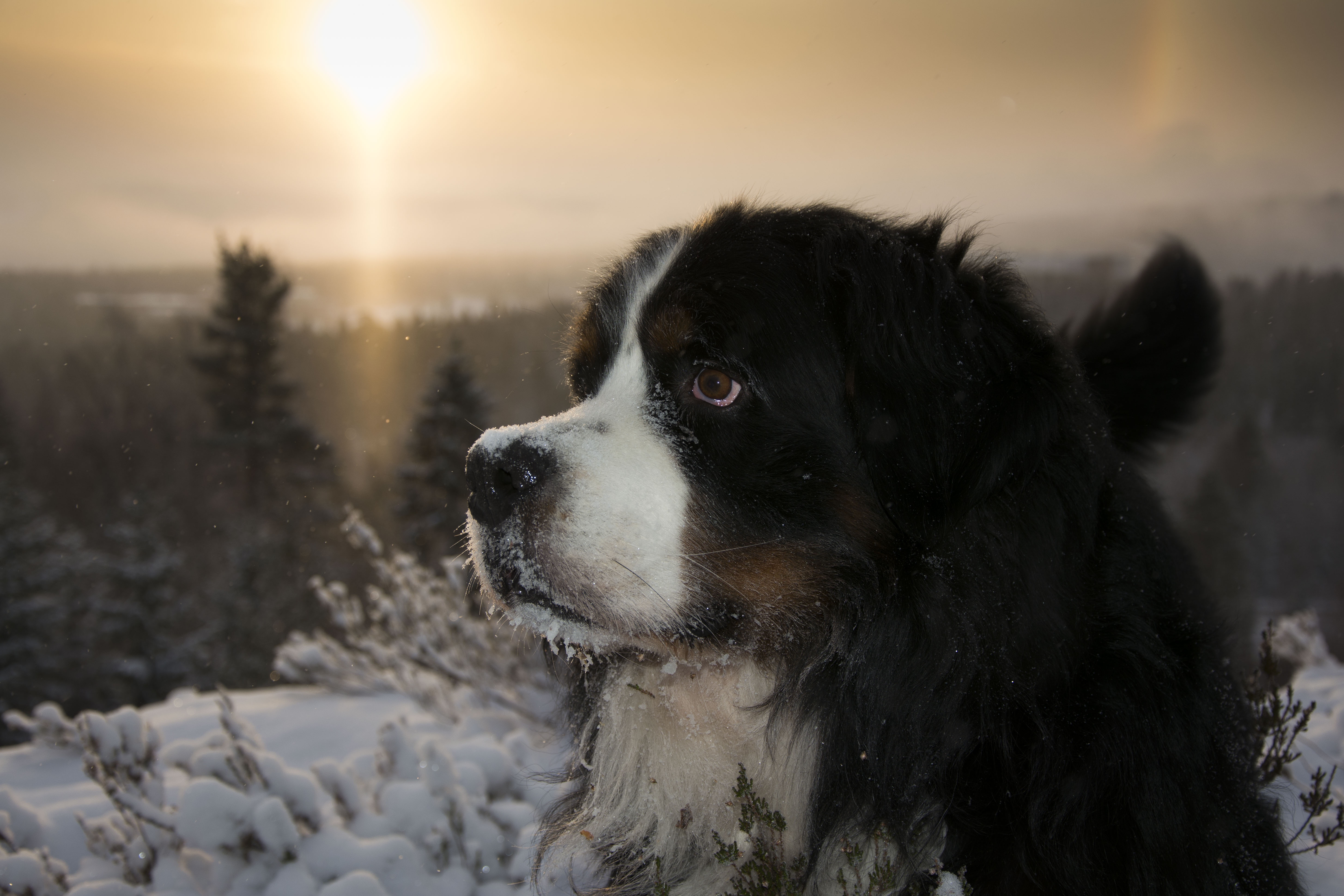 Download mobile wallpaper Winter, Dogs, Snow, Dog, Muzzle, Animal, Bernese Mountain Dog for free.