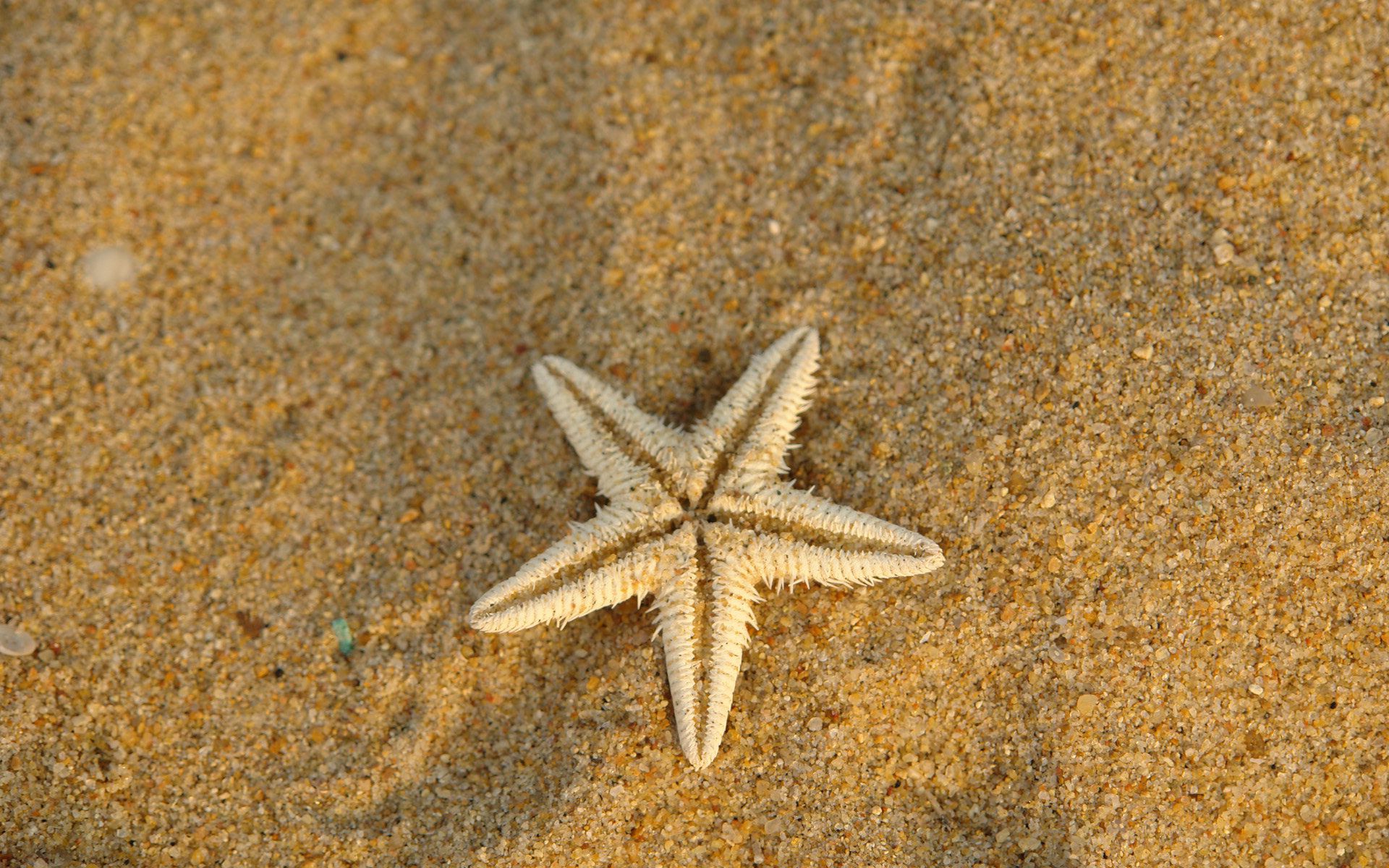 Laden Sie das Tiere, Sand, Seestern-Bild kostenlos auf Ihren PC-Desktop herunter