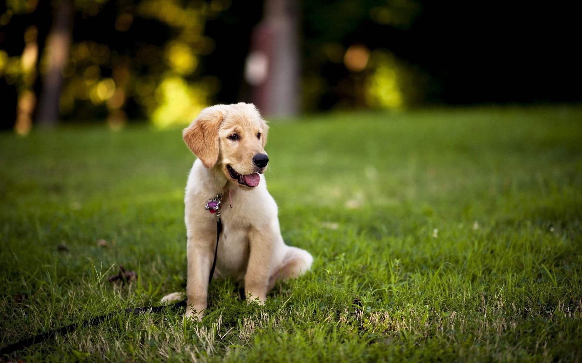 PCデスクトップに動物, 草, 座る, 犬, 子犬画像を無料でダウンロード
