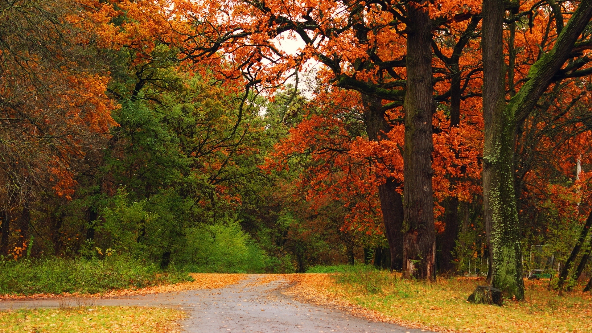 45423 завантажити шпалери пейзаж, природа, дерева, осінь, парки - заставки і картинки безкоштовно