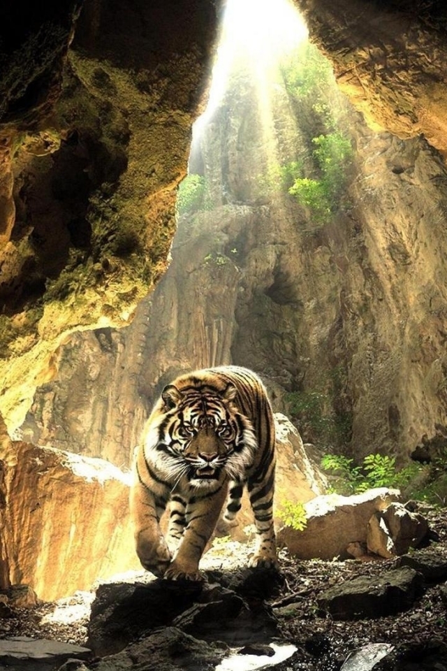 Скачать картинку Животные, Тигр, Пещера, Кошки в телефон бесплатно.