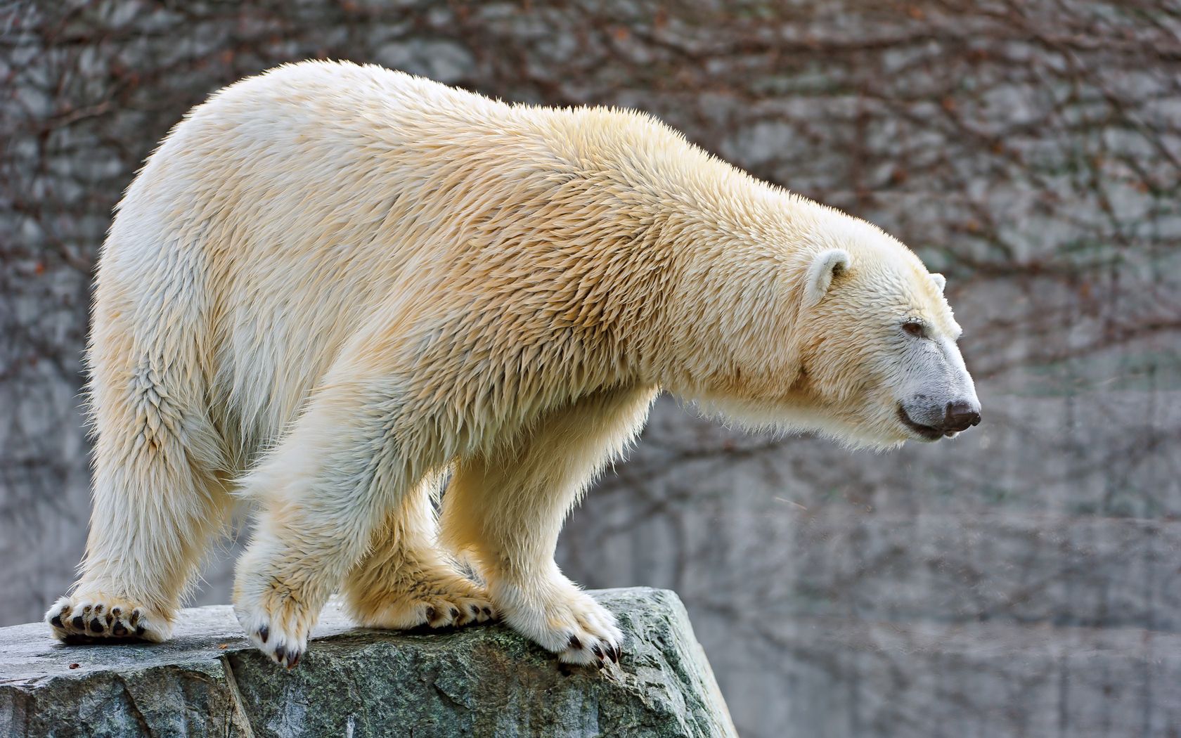54152 скачать картинку животные, шерсть, белый медведь, большой - обои и заставки бесплатно