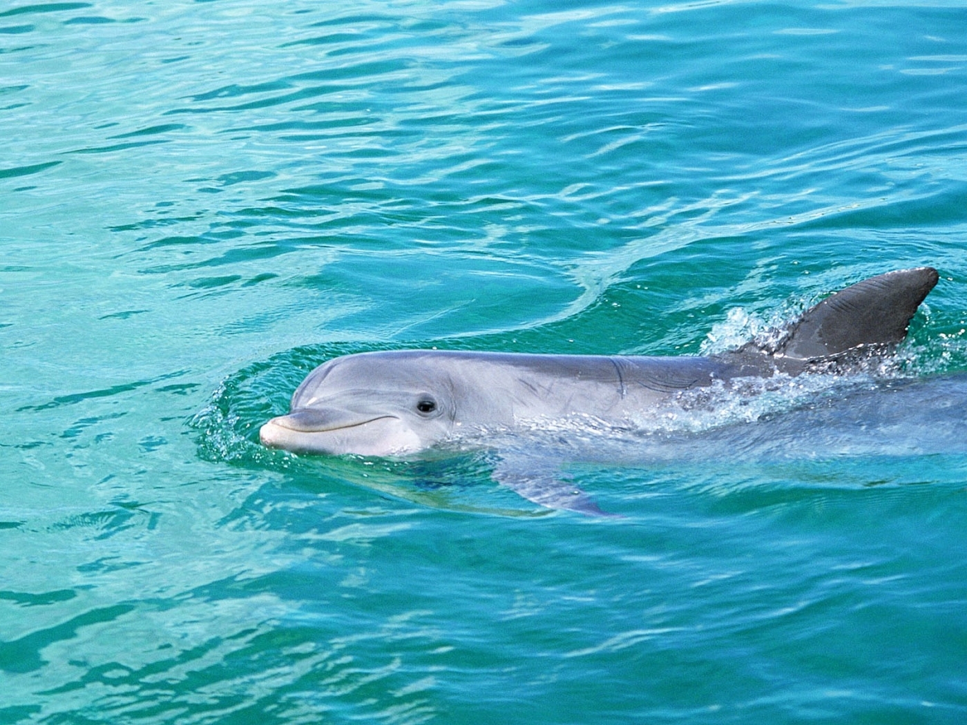 45684 baixar imagens animais, golfinhos, turquesa - papéis de parede e protetores de tela gratuitamente