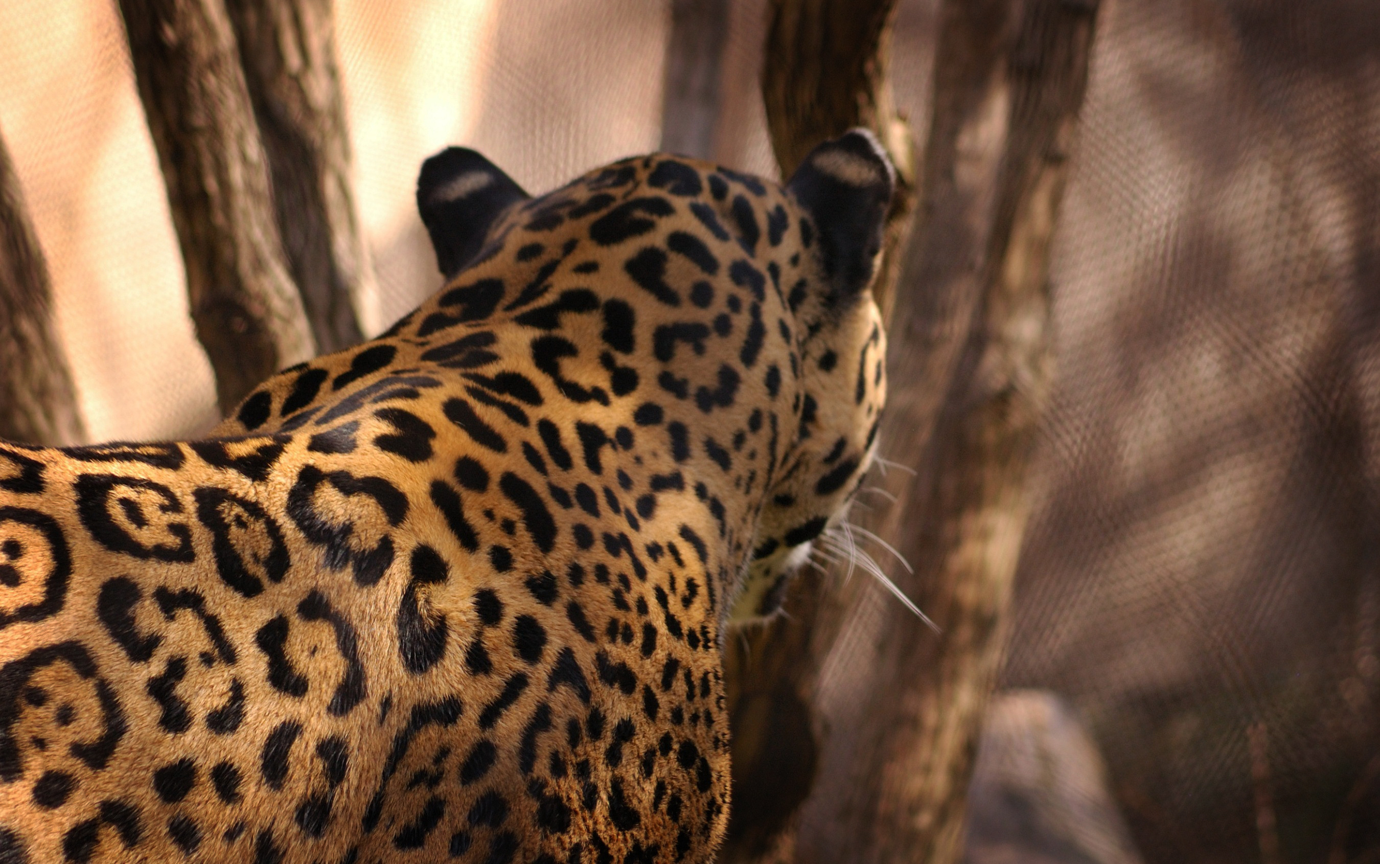 Handy-Wallpaper Jaguar, Katzen, Tiere kostenlos herunterladen.