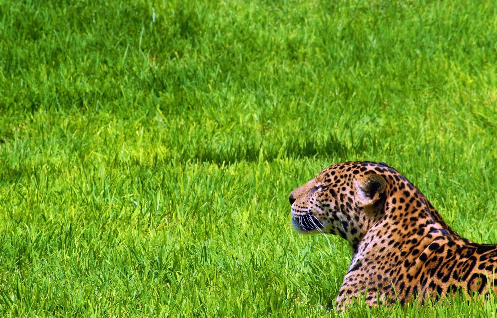 animals, leopards, green