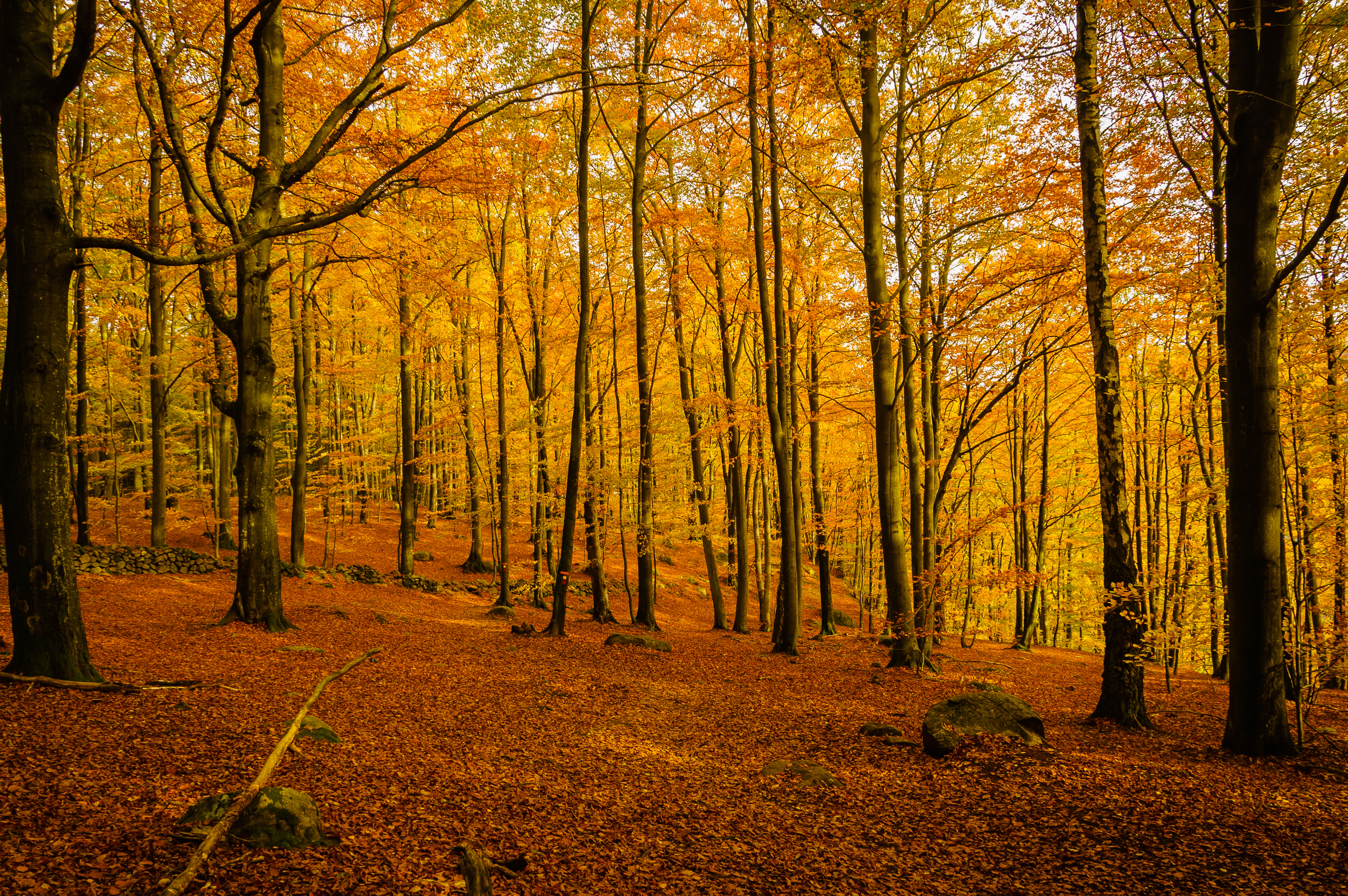 Baixar papel de parede para celular de Outono, Floresta, Terra/natureza, Cor Laranja) gratuito.