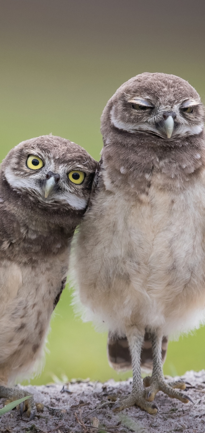 Download mobile wallpaper Birds, Owl, Bird, Animal for free.