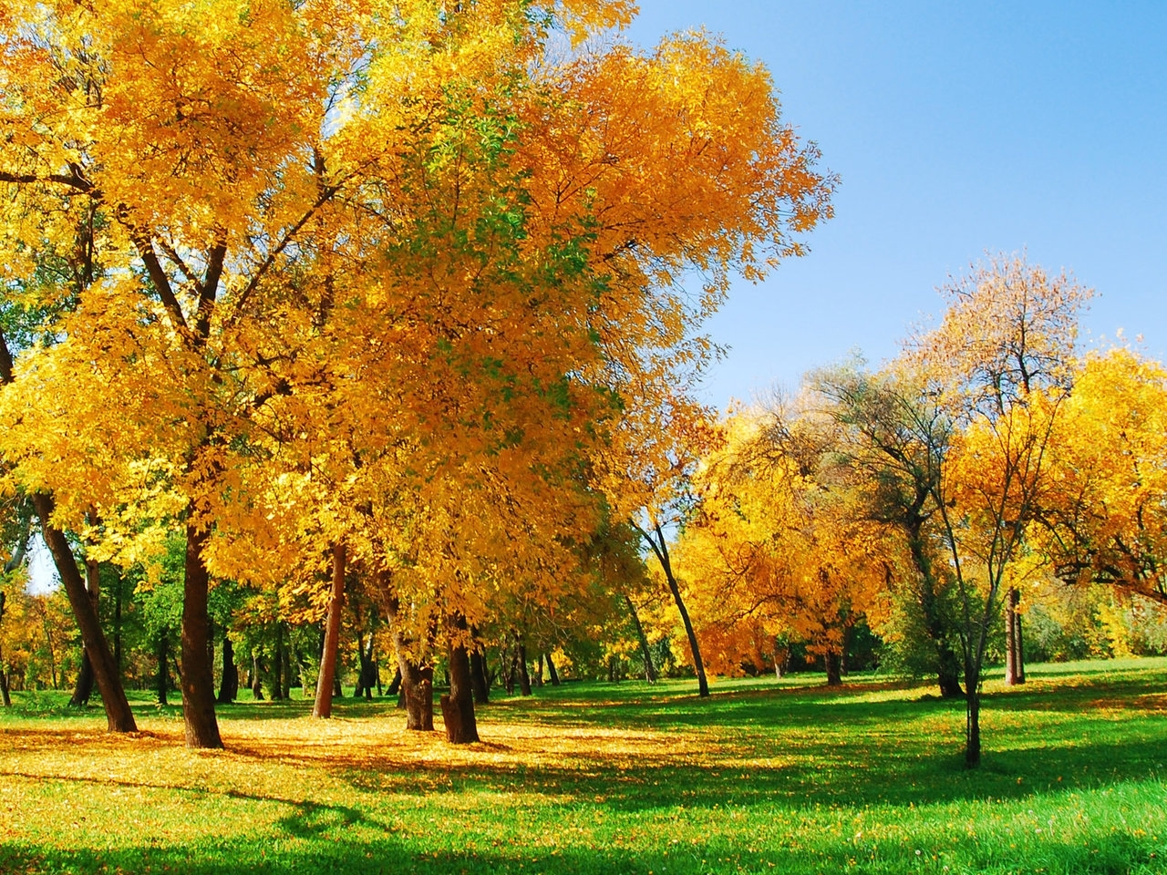 Скачать картинку Природа, Деревья, Пейзаж, Осень в телефон бесплатно.